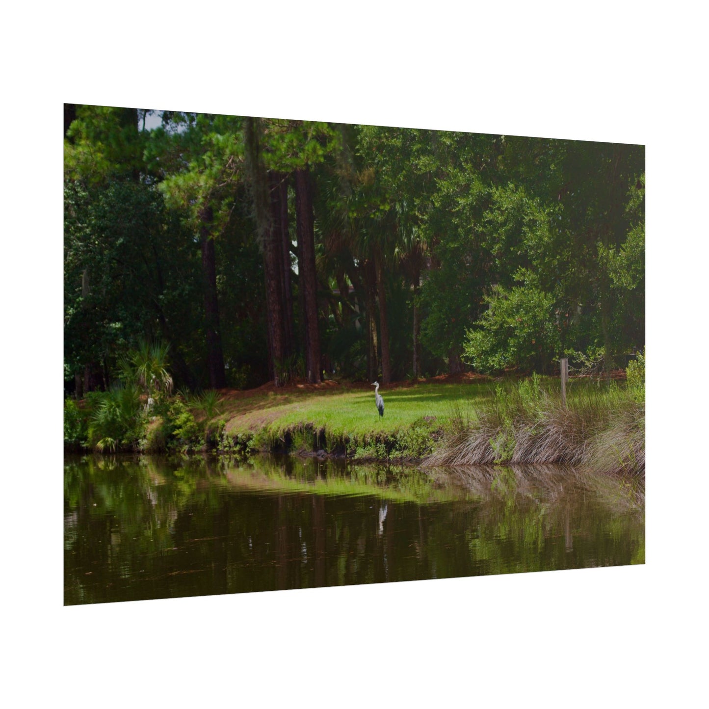 Tropical Photography Poster