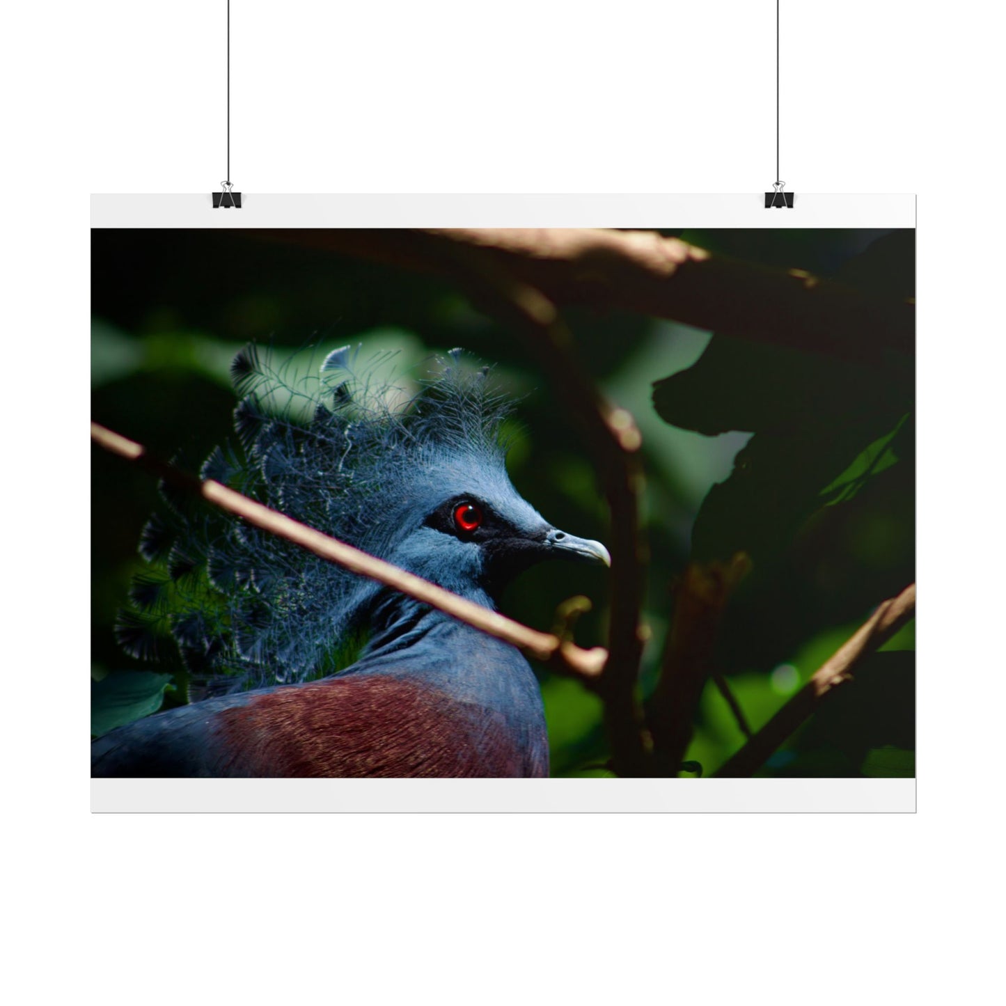 Tropical Bird Photography Poster