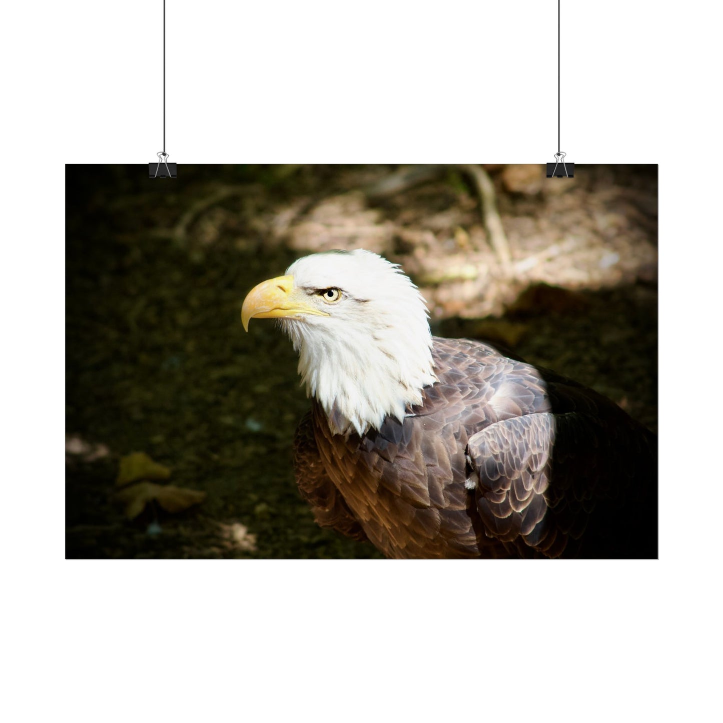 Eagle Photography Poster