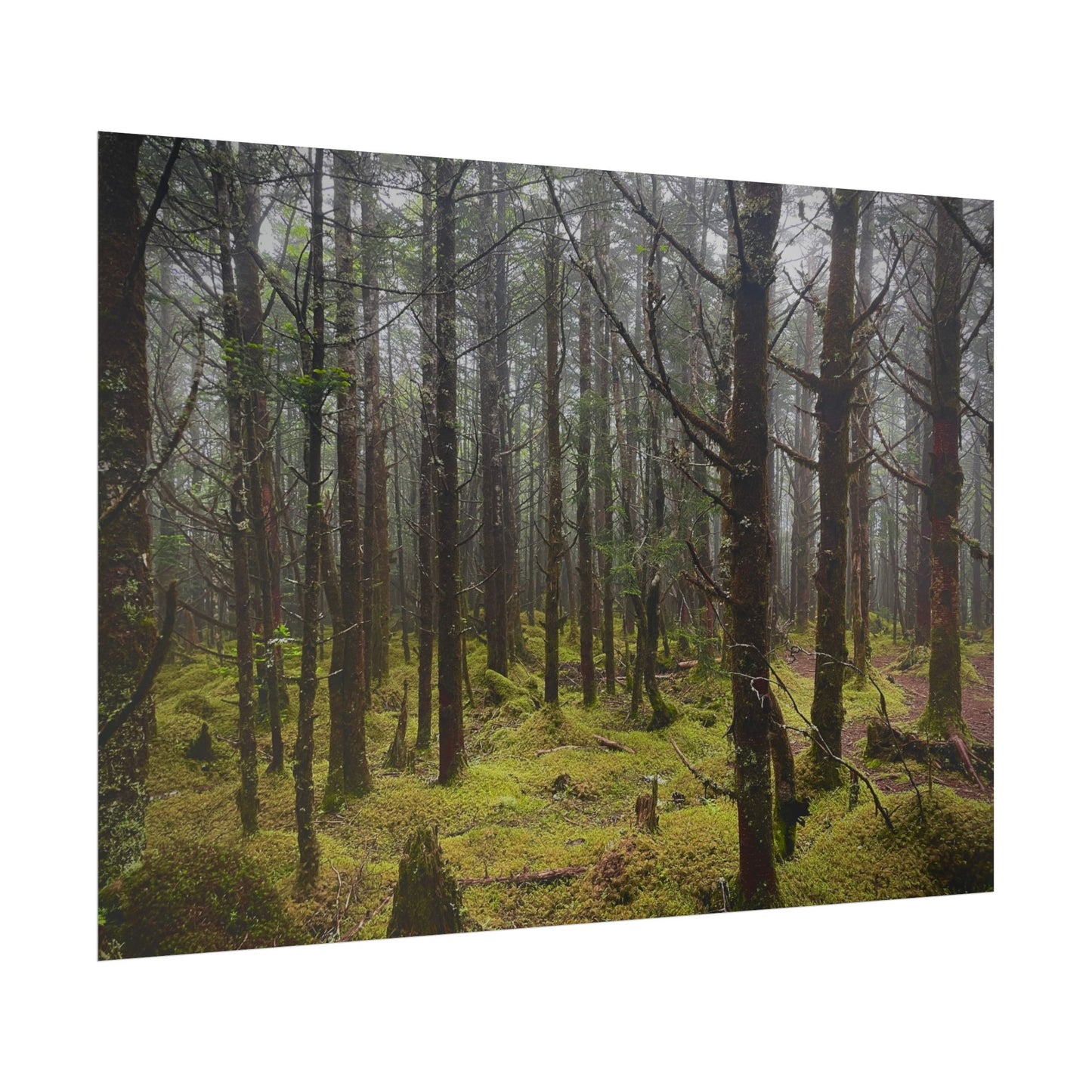 Foggy Forest Photography Poster