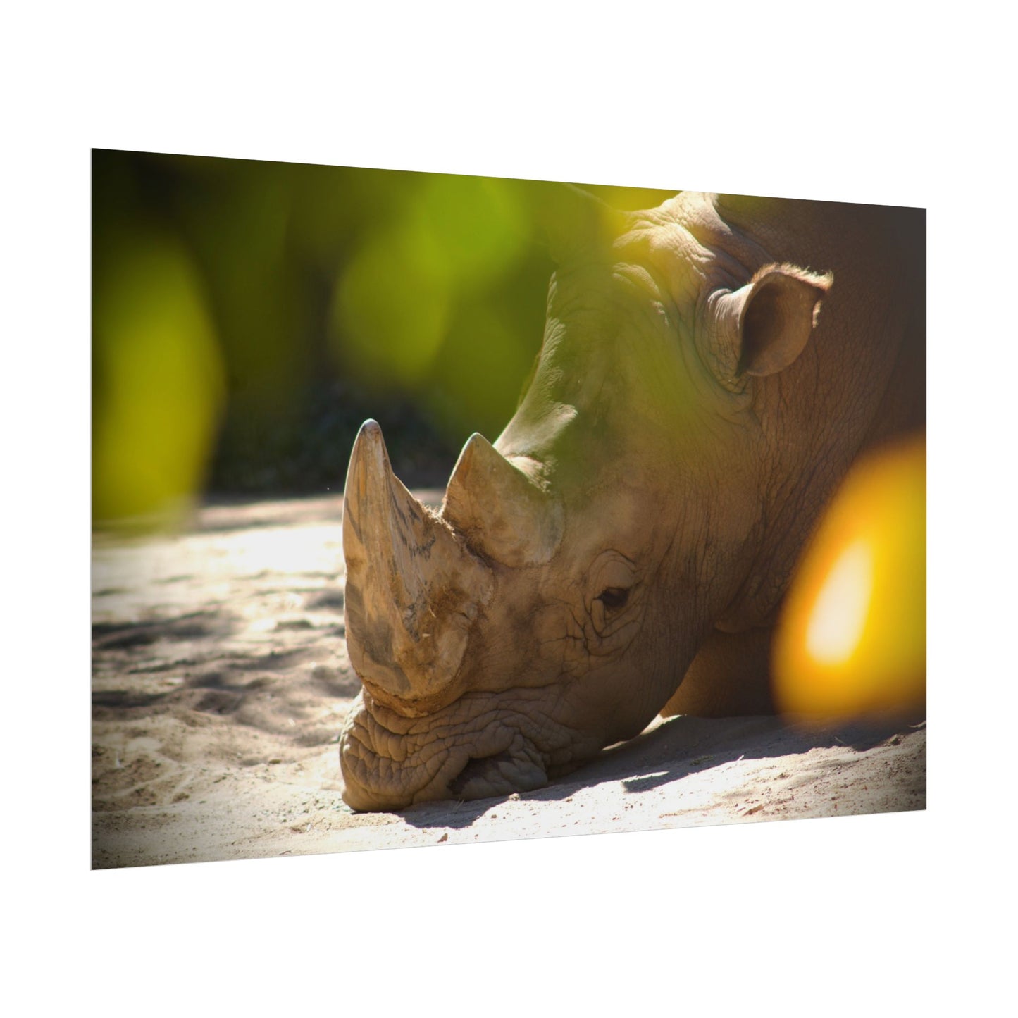Rhino Photography Poster