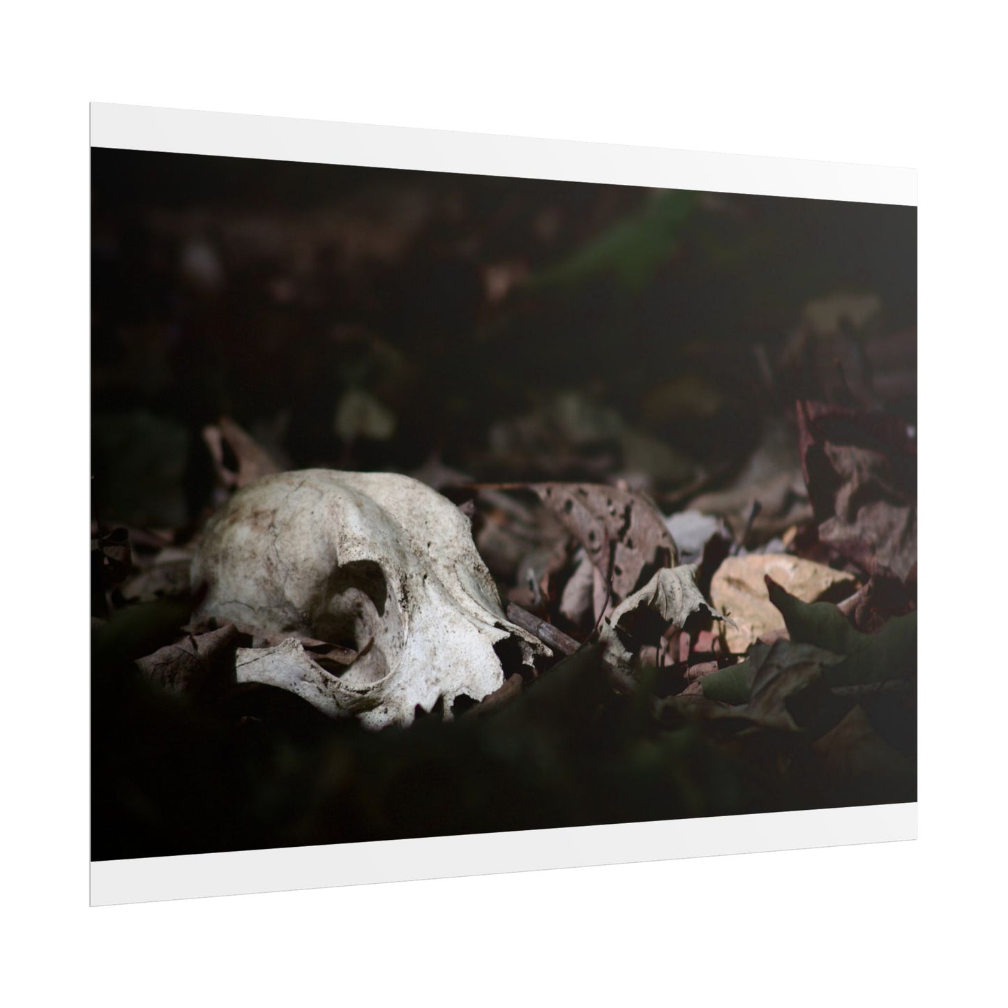 Animal Skull Photography Poster