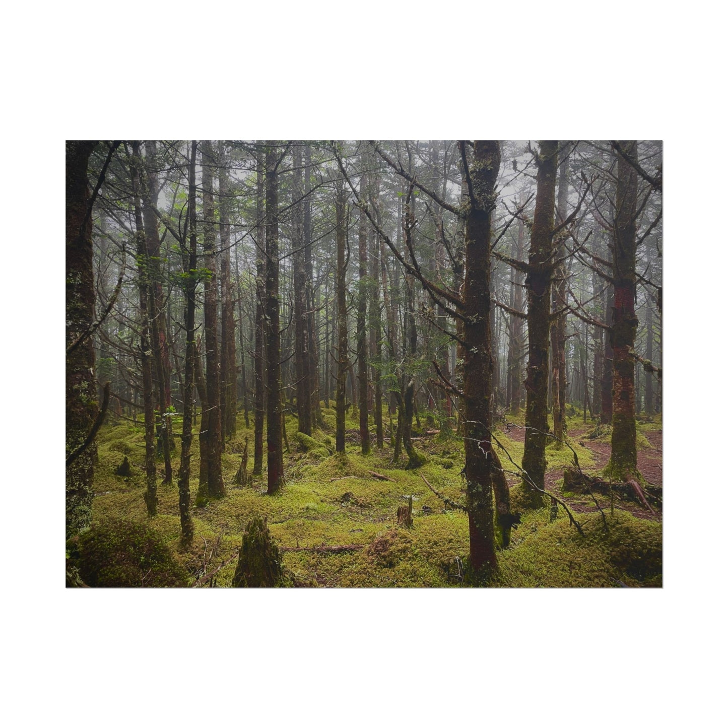 Foggy Forest Photography Poster