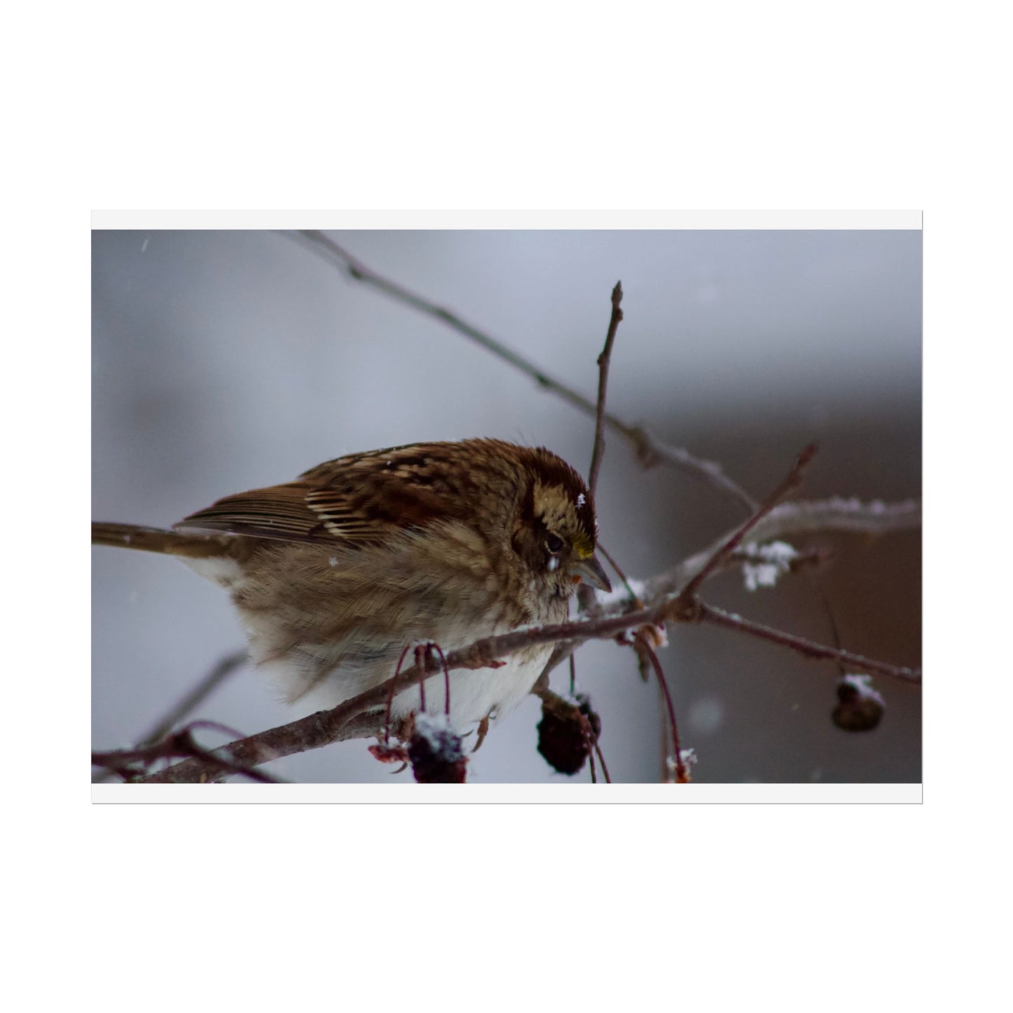 Winter Bird Photography Poster