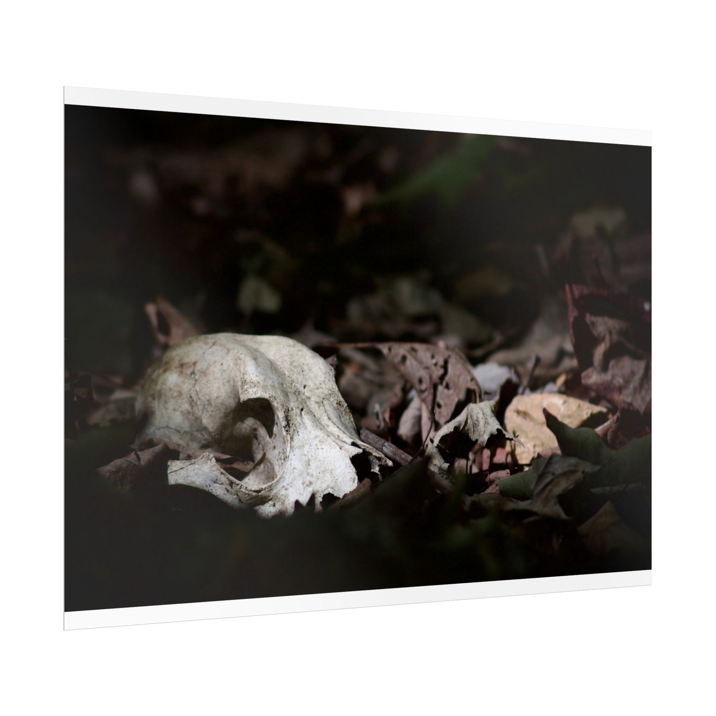 Animal Skull Photography Poster
