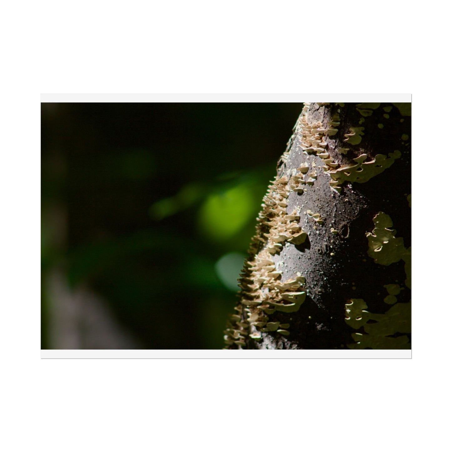 Mushroom Tree Photography Poster