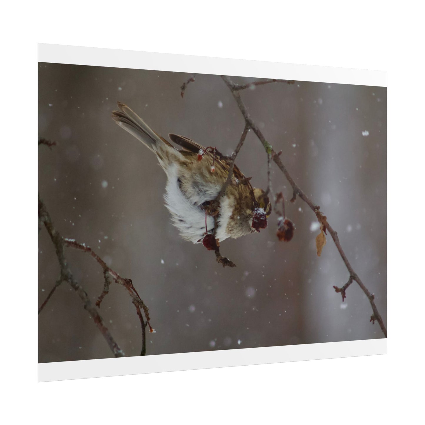 Winter Bird Photography Poster