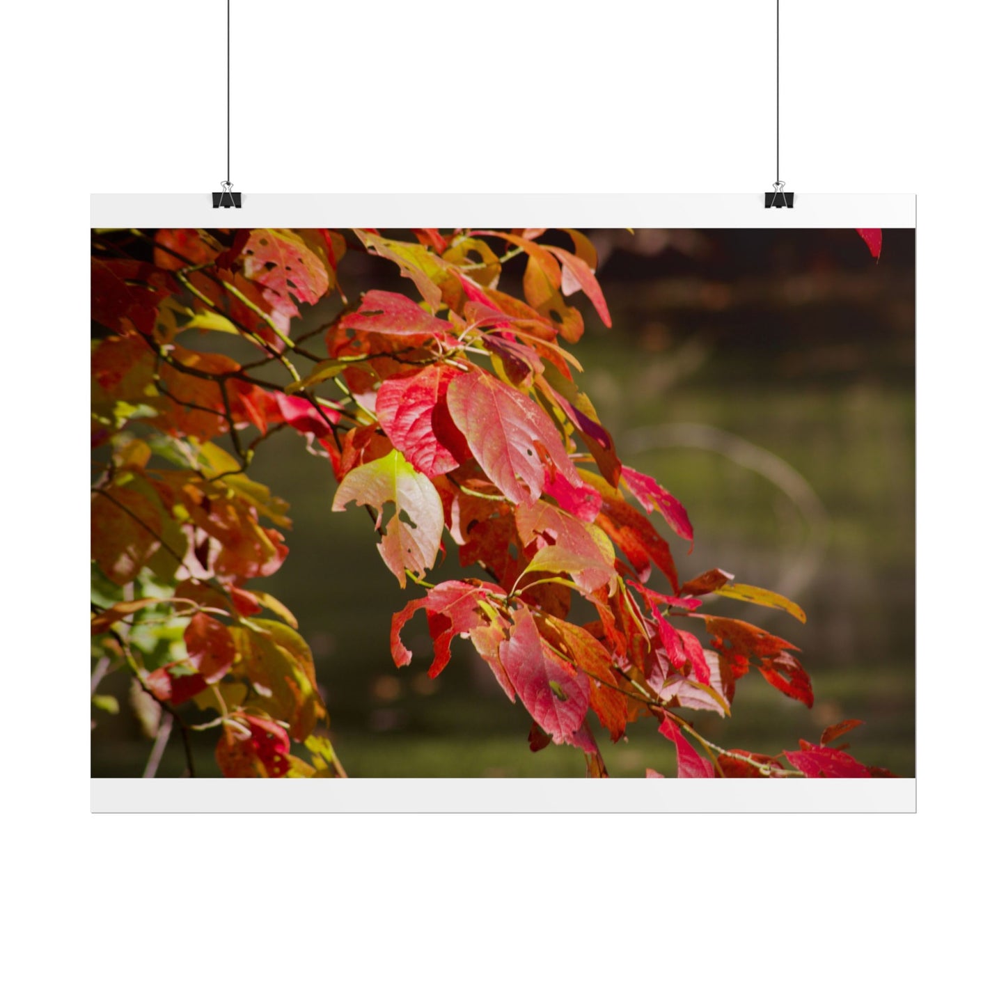 Autumn Tree Photography Poster