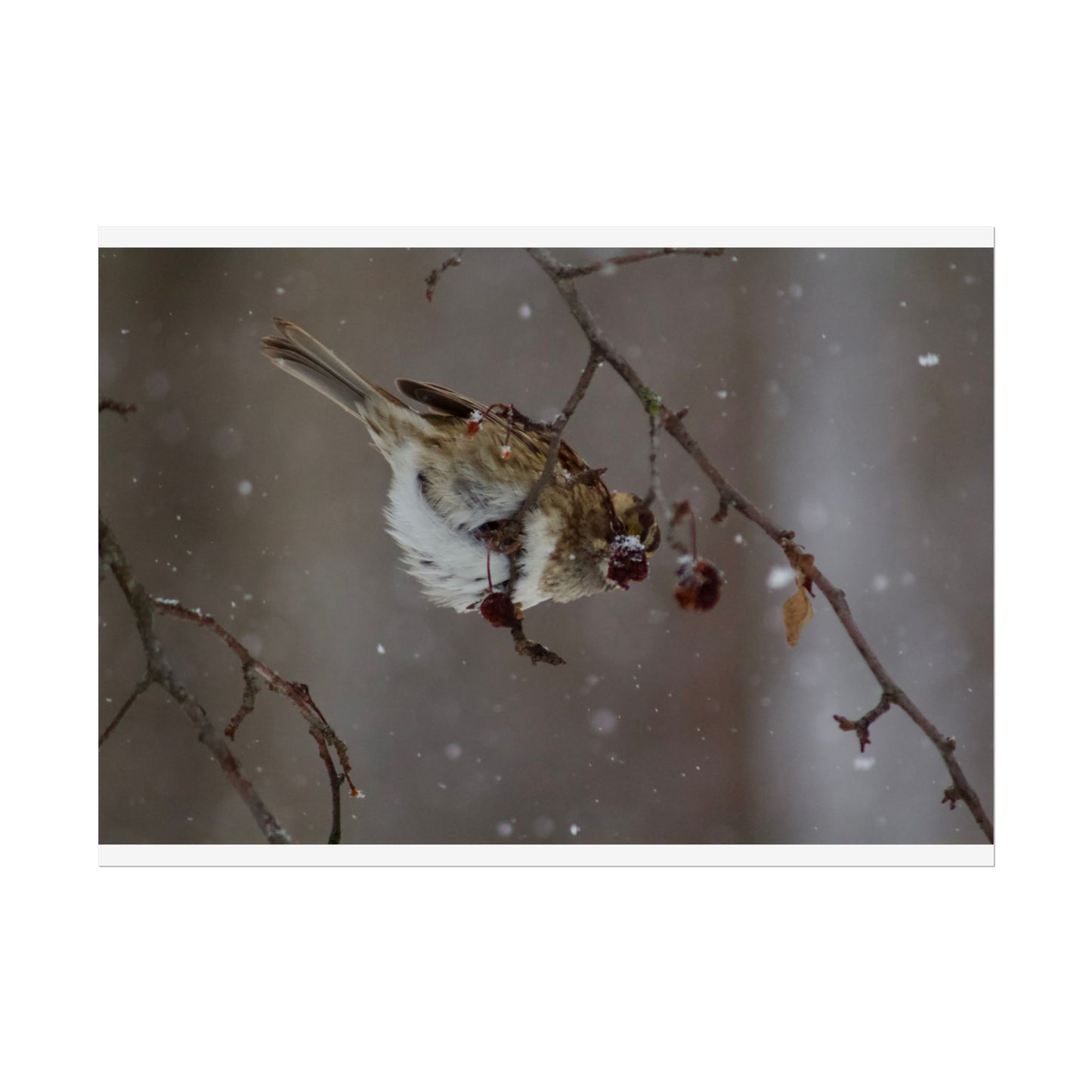 Winter Bird Photography Poster