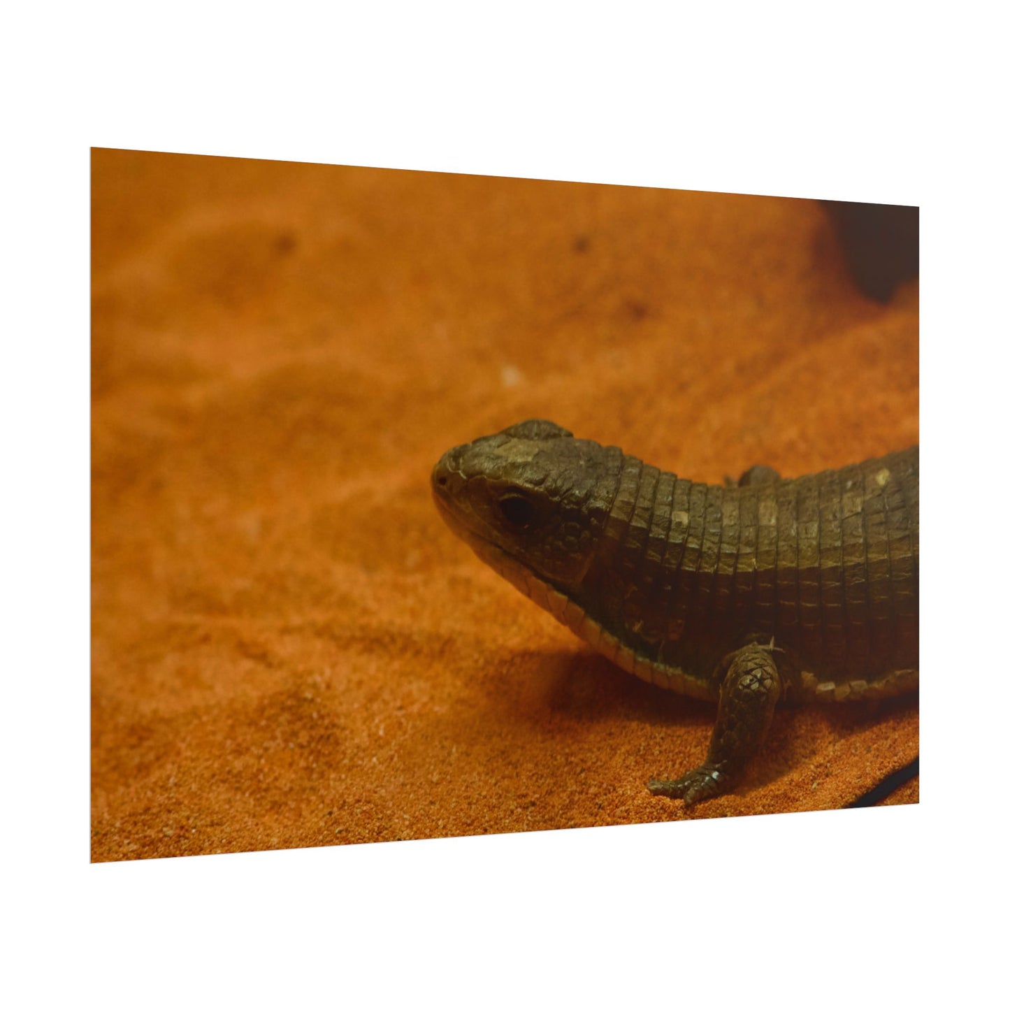 Lizard Photography Poster