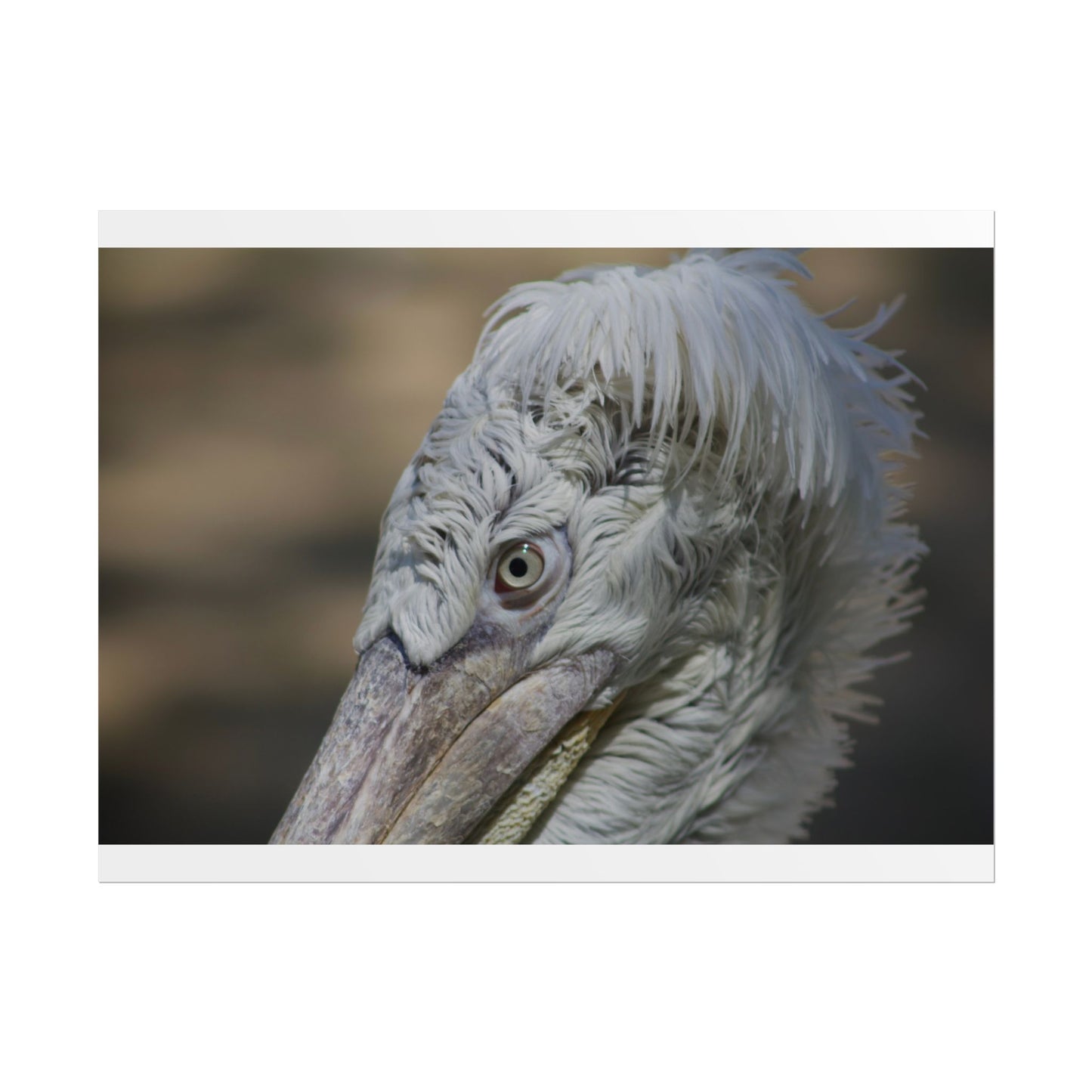 Whimsical Bird Photography Poster