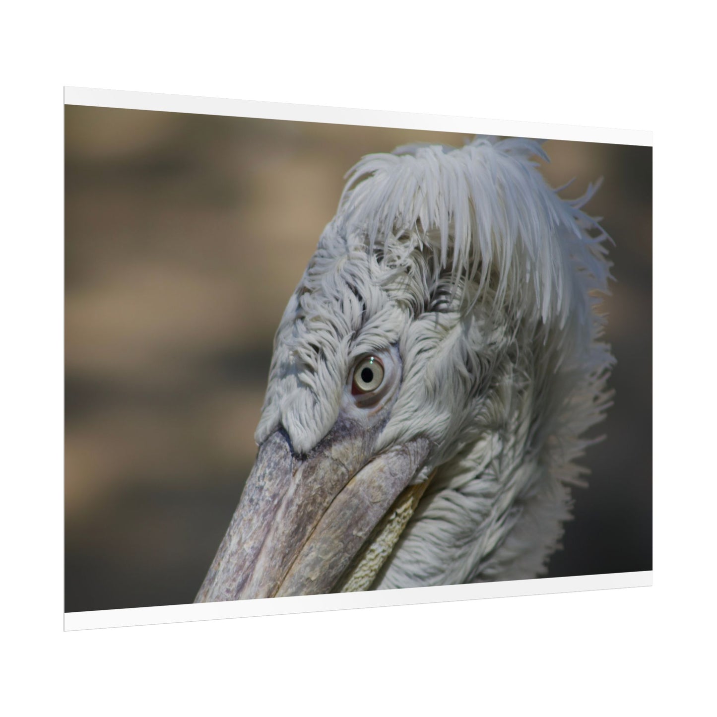 Whimsical Bird Photography Poster