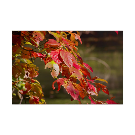 Autumn Tree Photography Poster