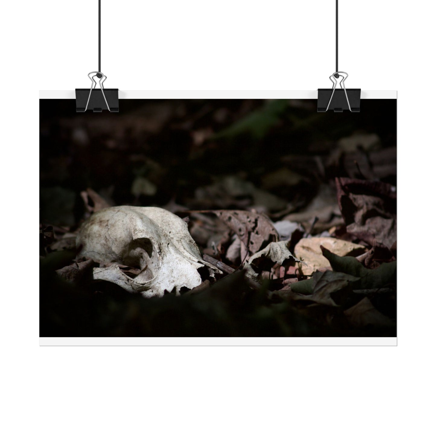 Animal Skull Photography Poster
