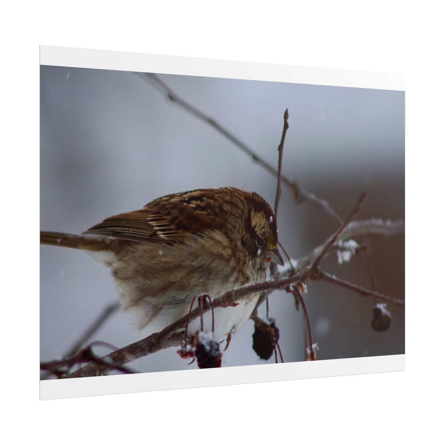 Winter Bird Photography Poster