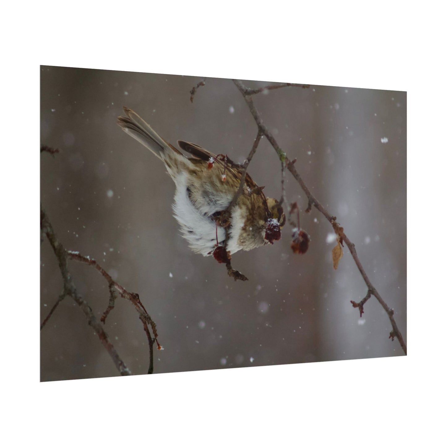 Winter Bird Photography Poster