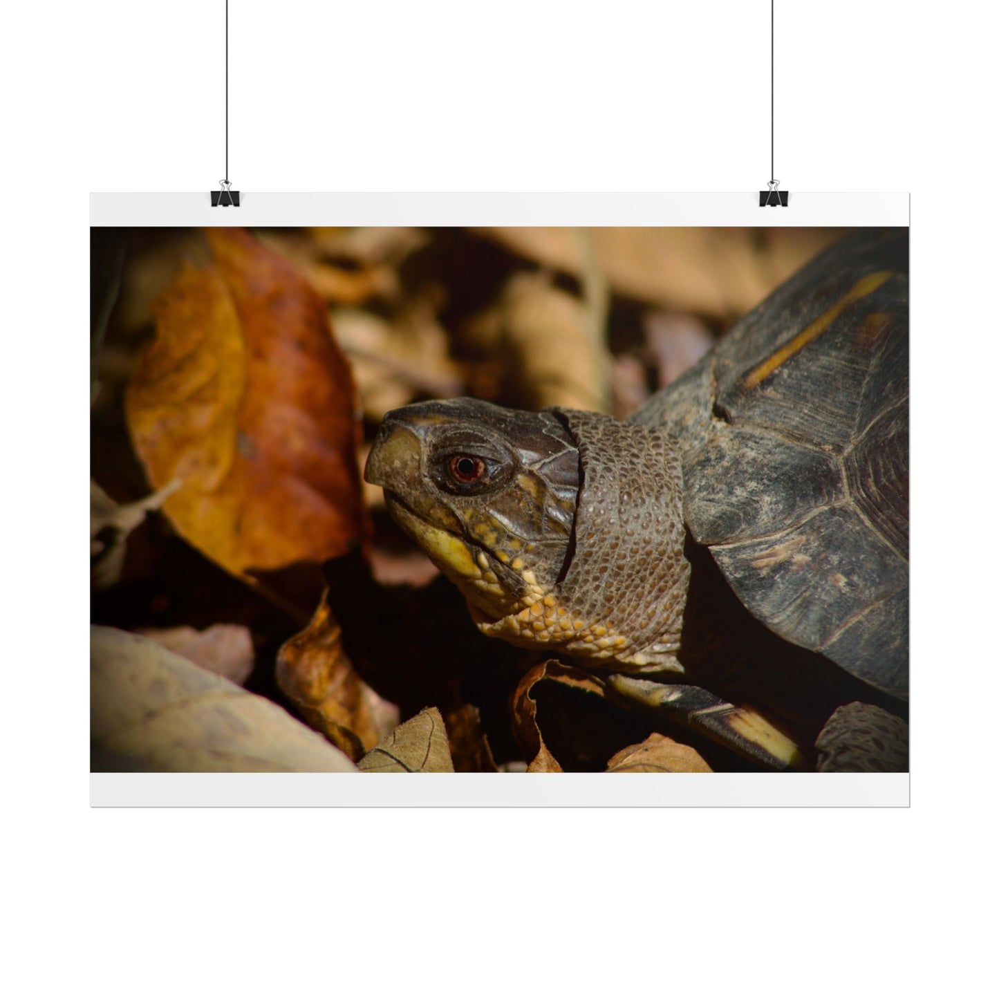 Box Turtle Photography Poster 2