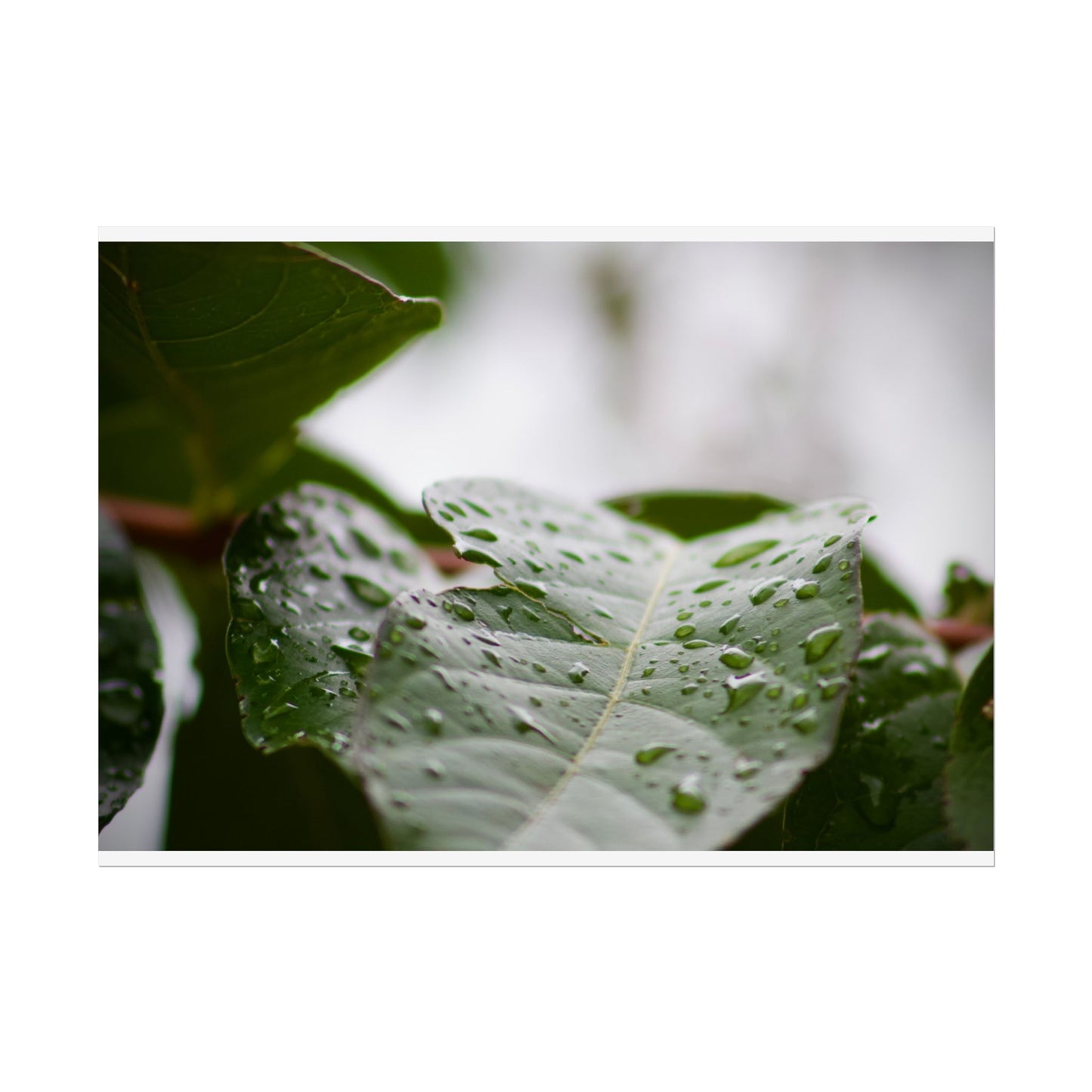 Leaf Photography Poster