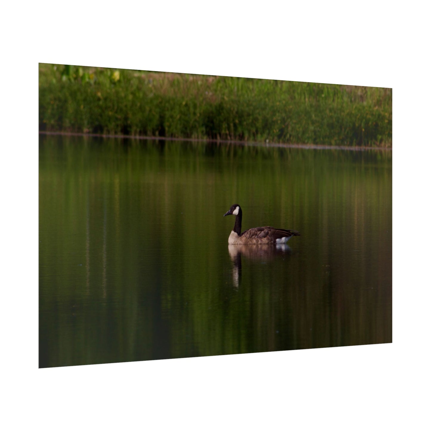 Goose Photography Poster