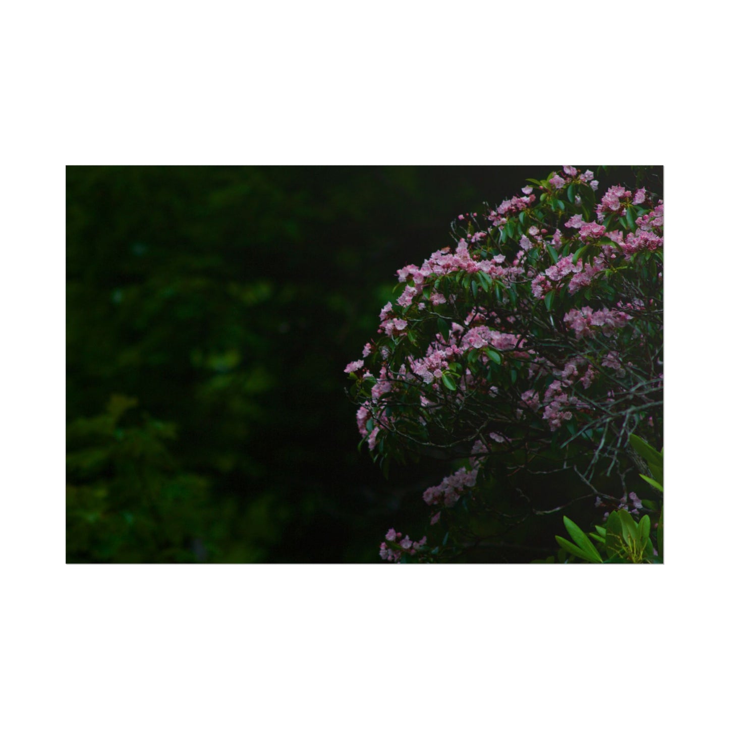 Floral Photography Poster