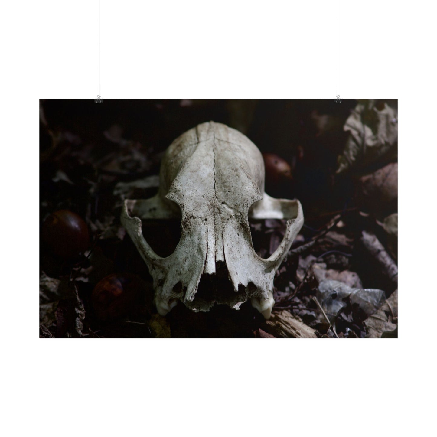 Animal Skull Photography Poster