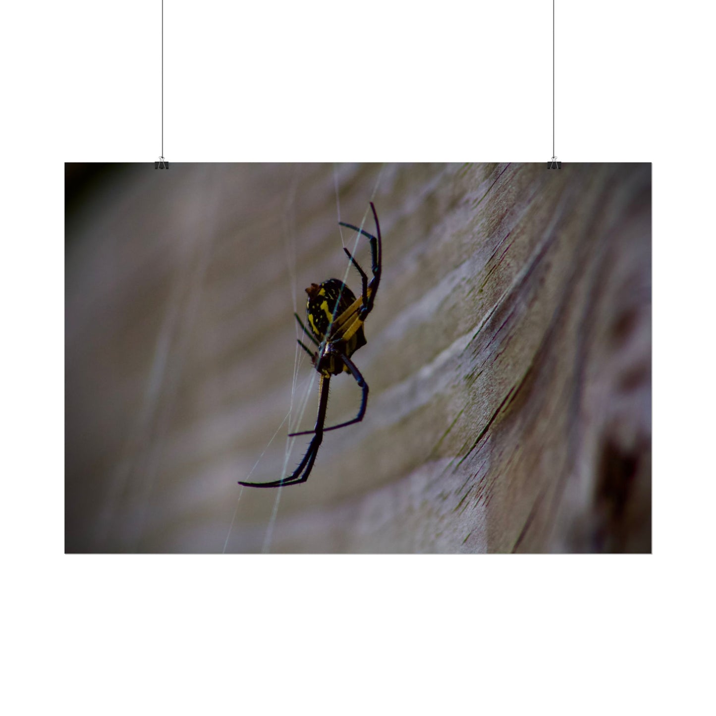Spider Photography Poster