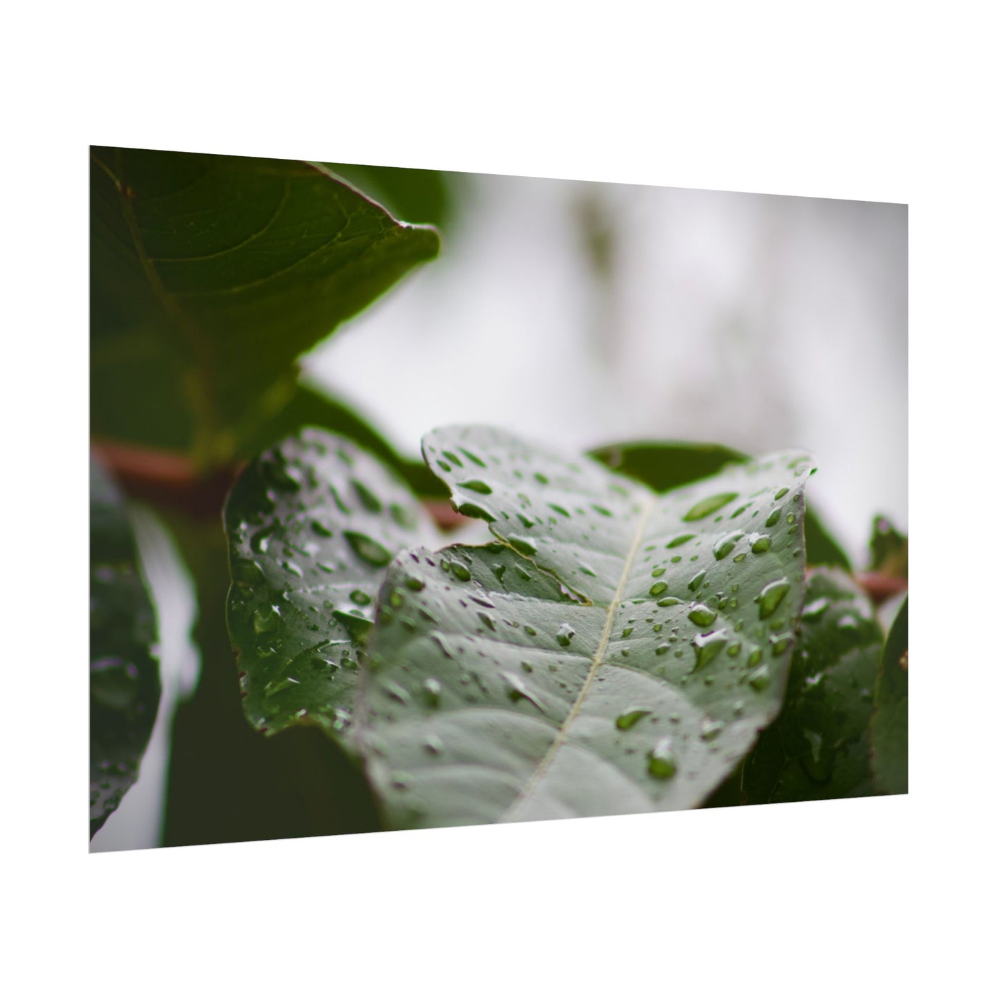 Leaf Photography Poster