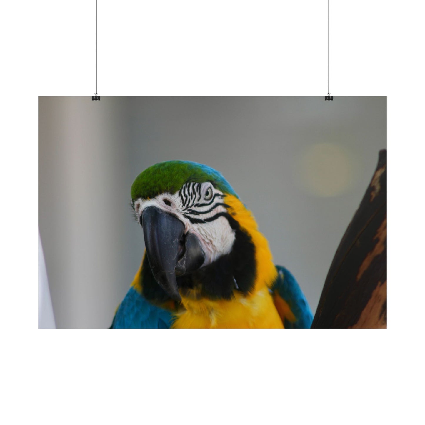 Parrot Photography Poster