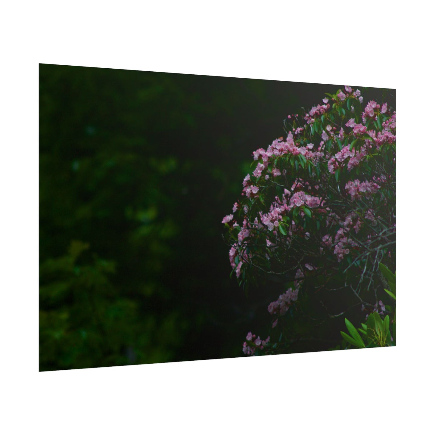 Floral Photography Poster