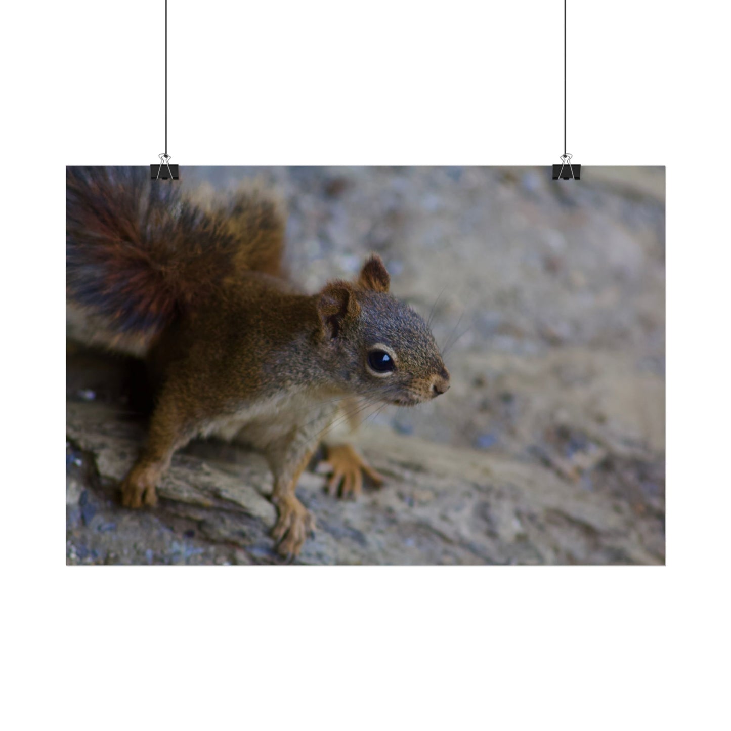 Squirrel Photography Poster