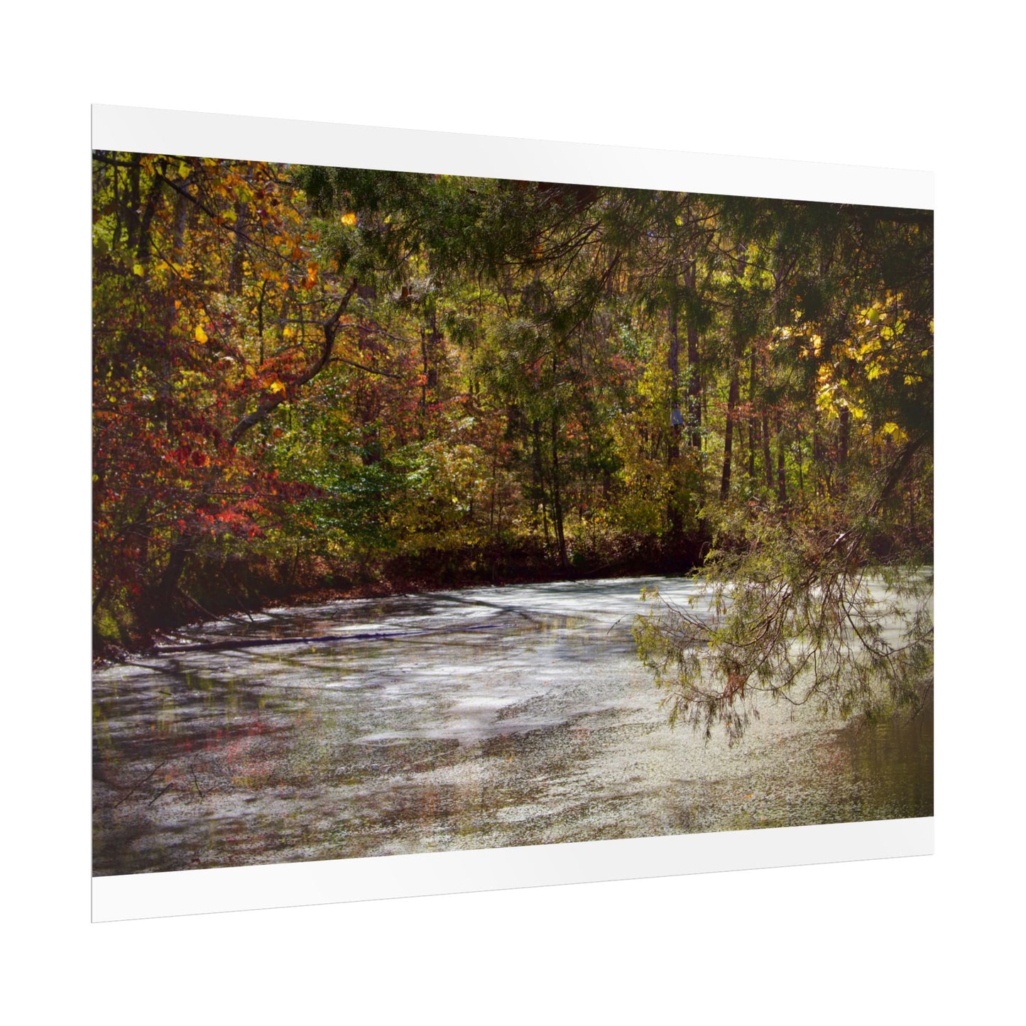 Autumn Serenity Rolled Posters - Nature Wall Art for Cozy Living Spaces