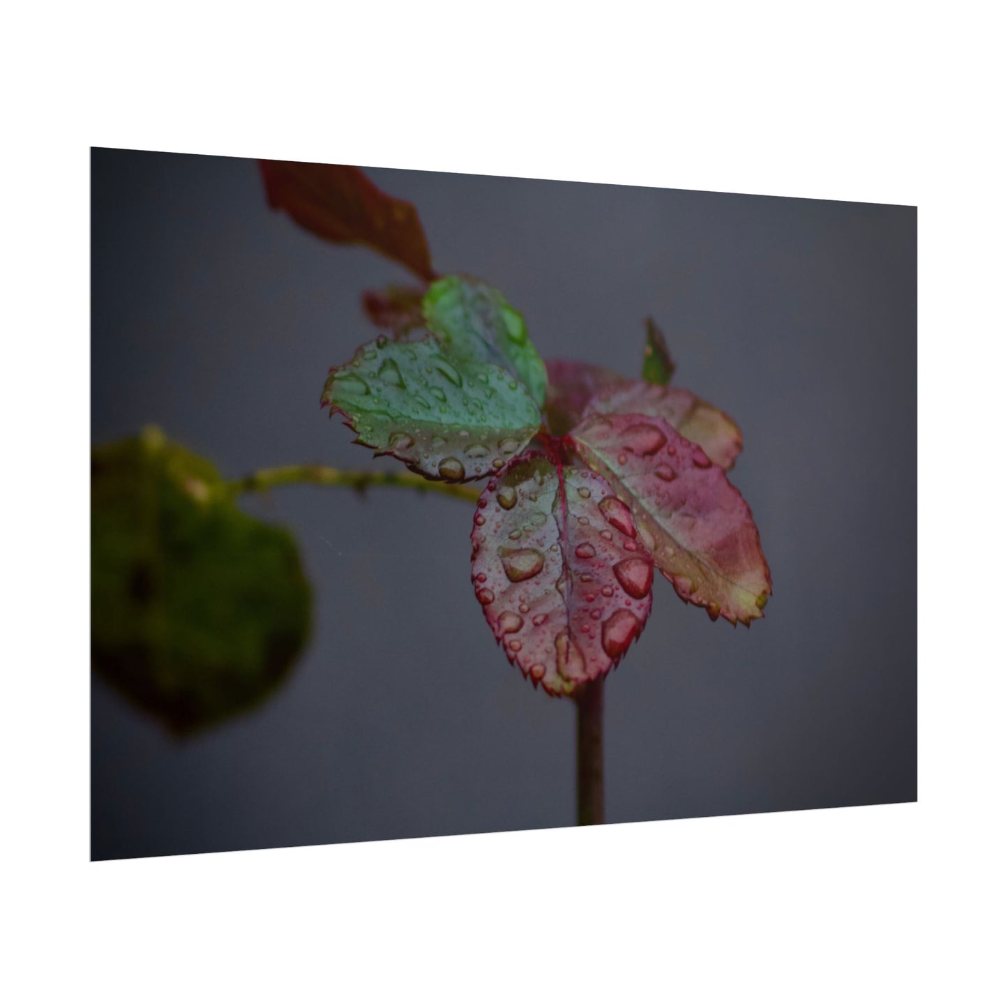 Water Droplets on a Rose Leaf