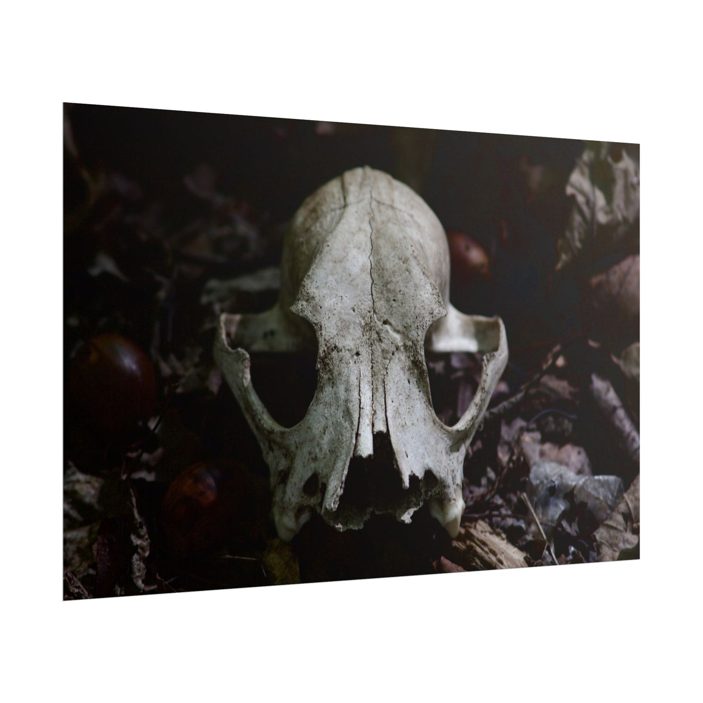 Animal Skull Photography Poster