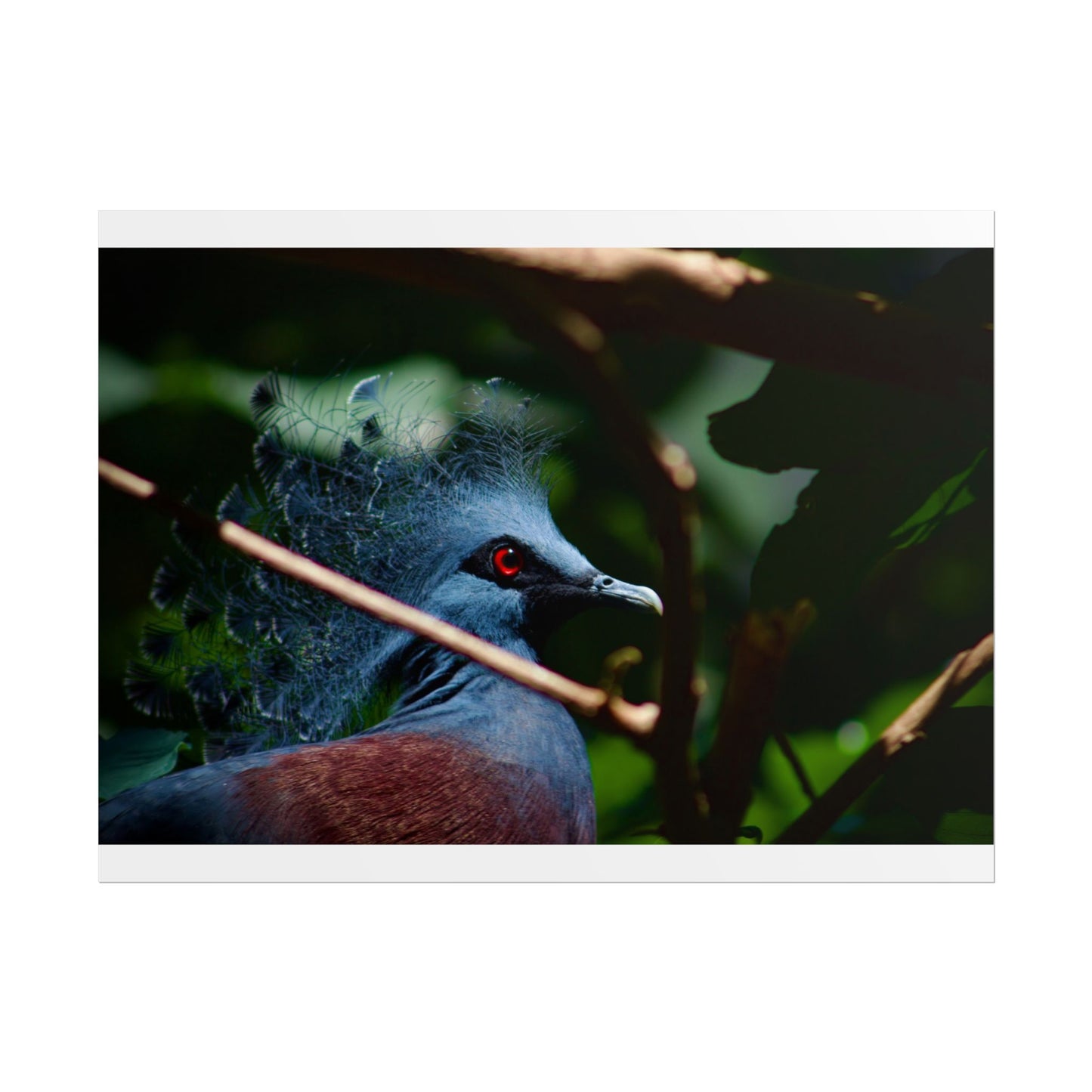 Tropical Bird Photography Poster