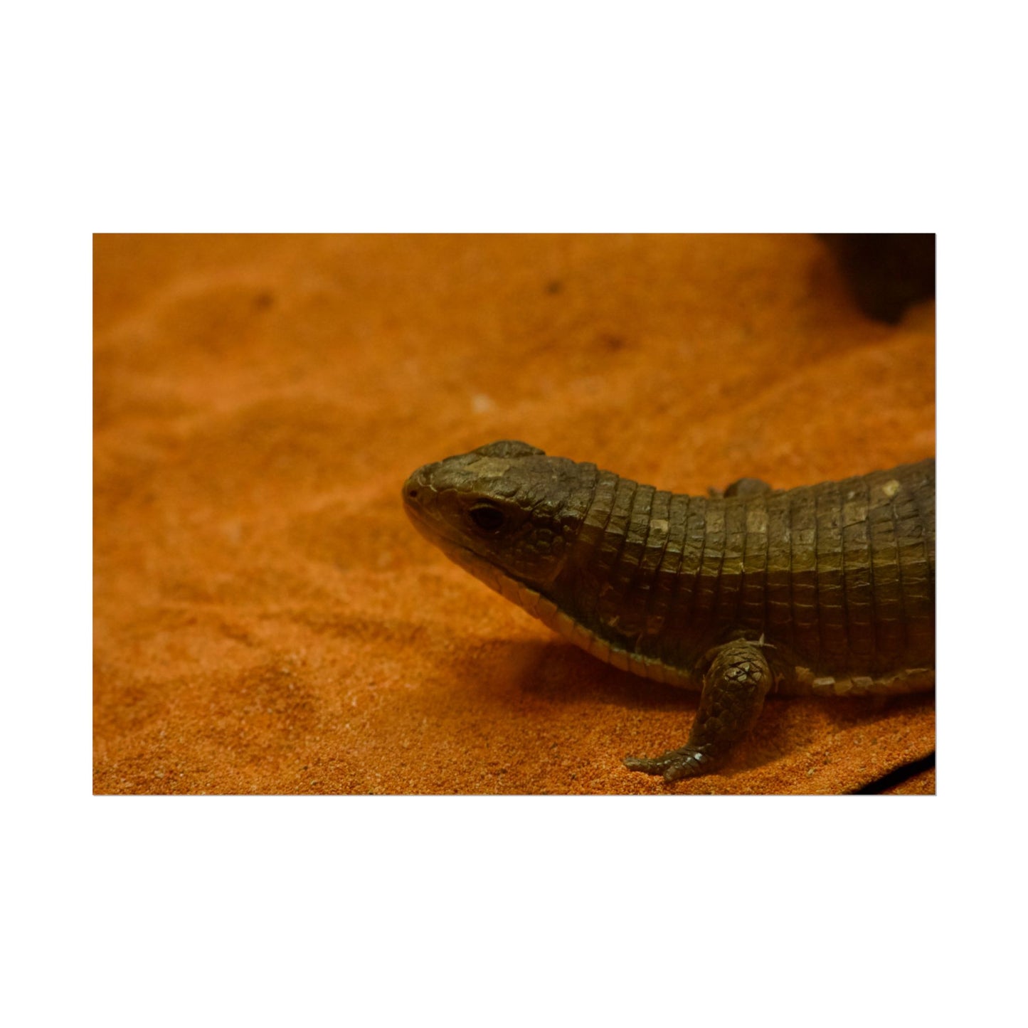 Lizard Photography Poster