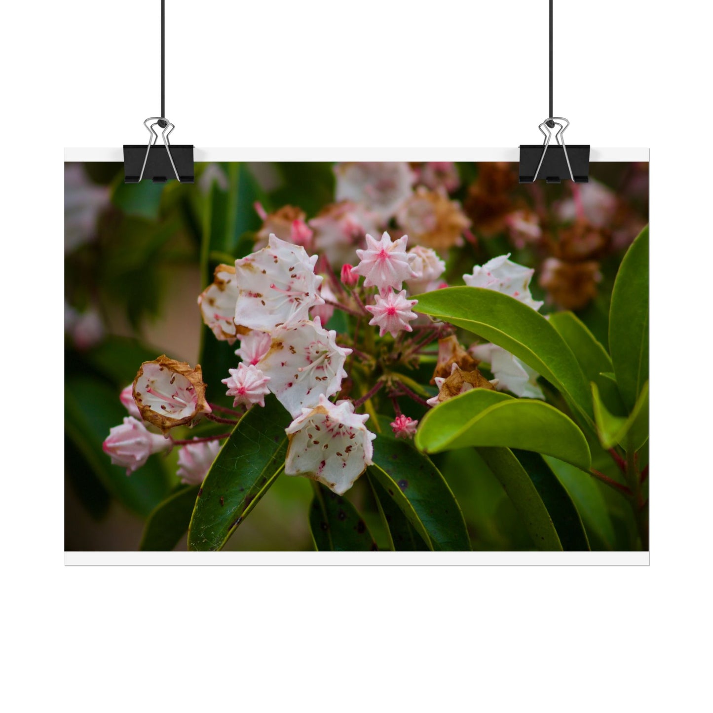 Flowers Photography Poster