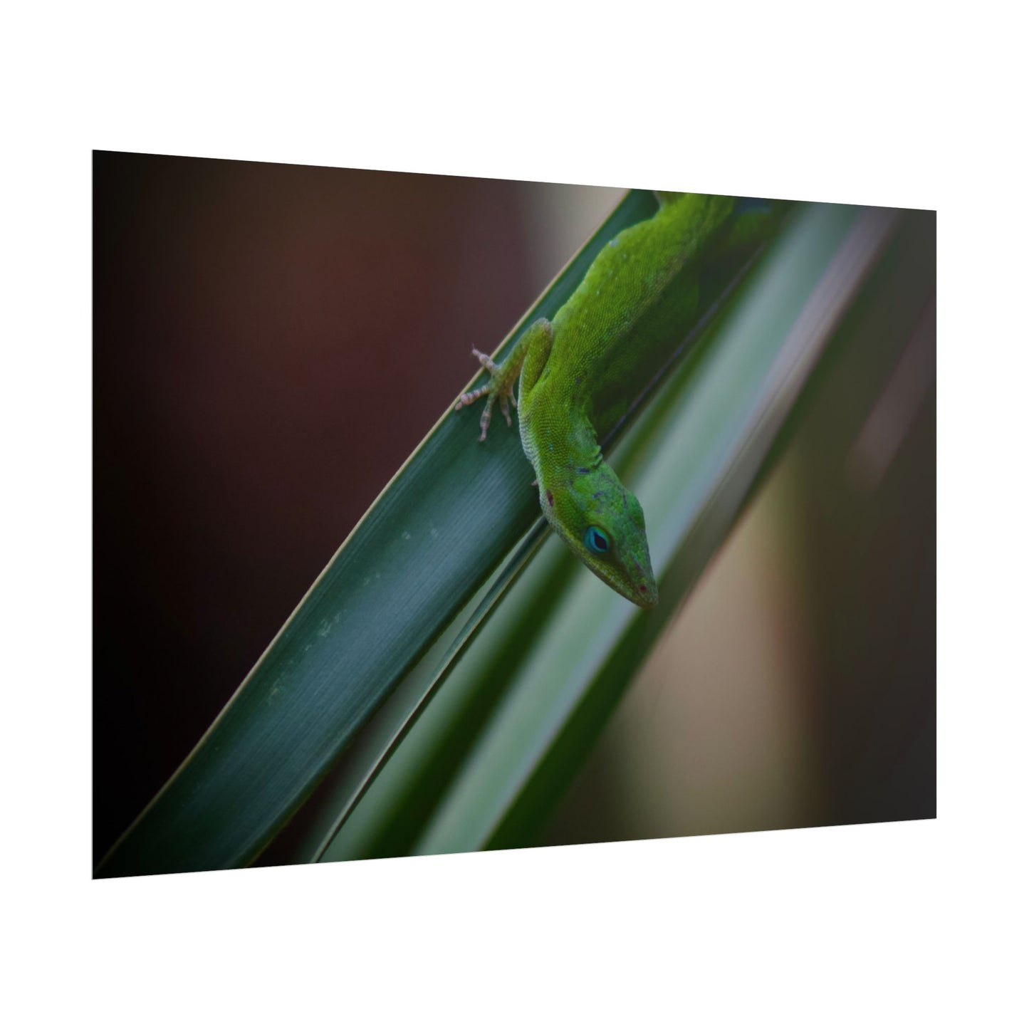 Green Anole Photography Poster