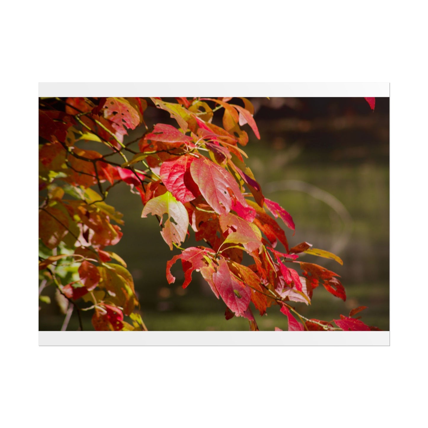 Autumn Tree Photography Poster