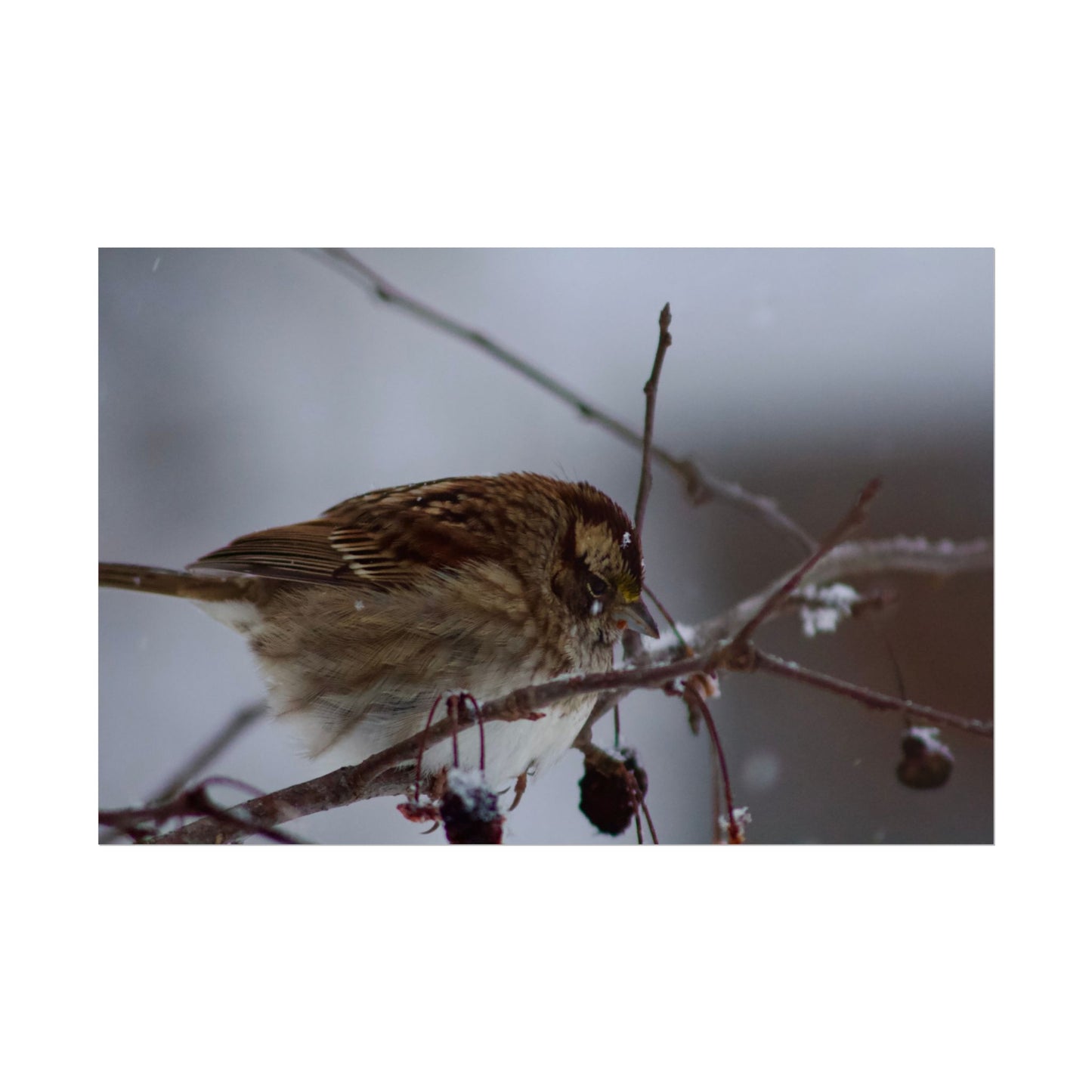Winter Bird Photography Poster