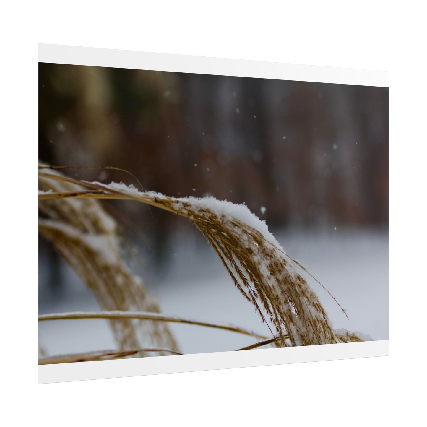 Winter Scene Photography Poster
