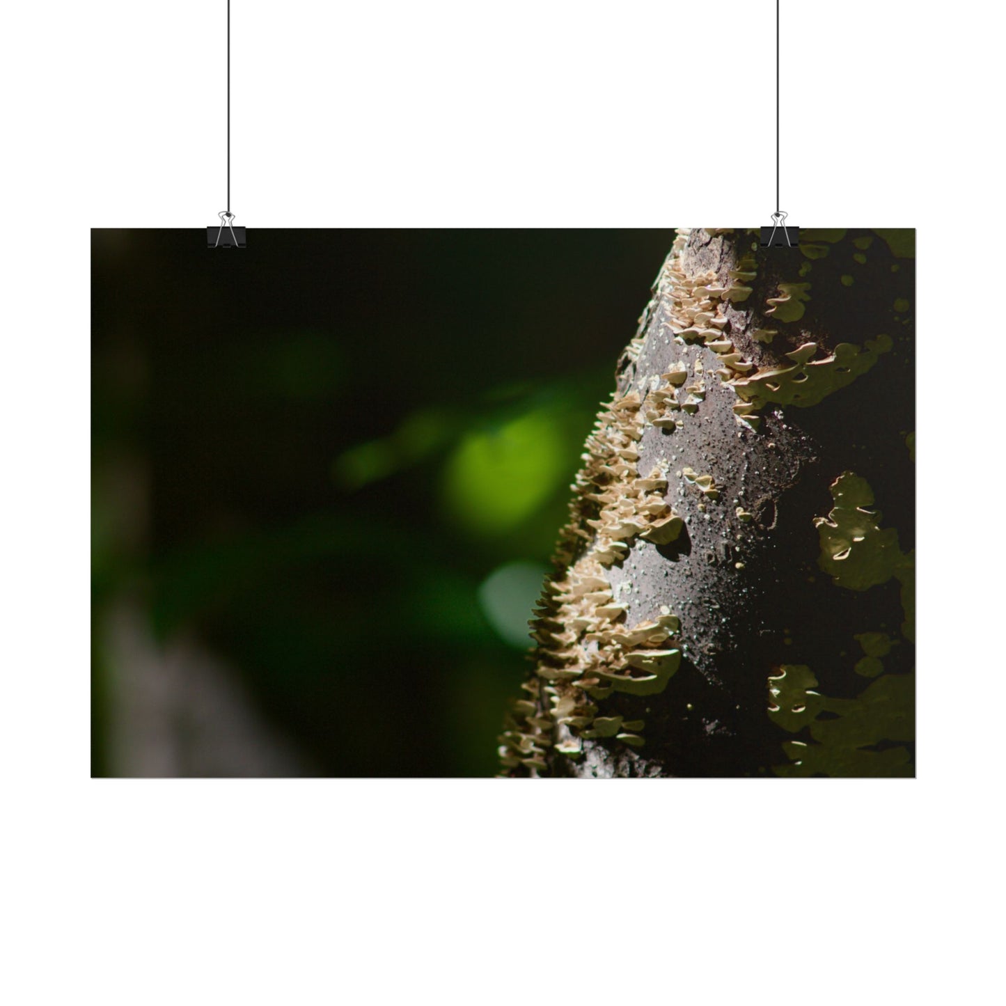Mushroom Tree Photography Poster