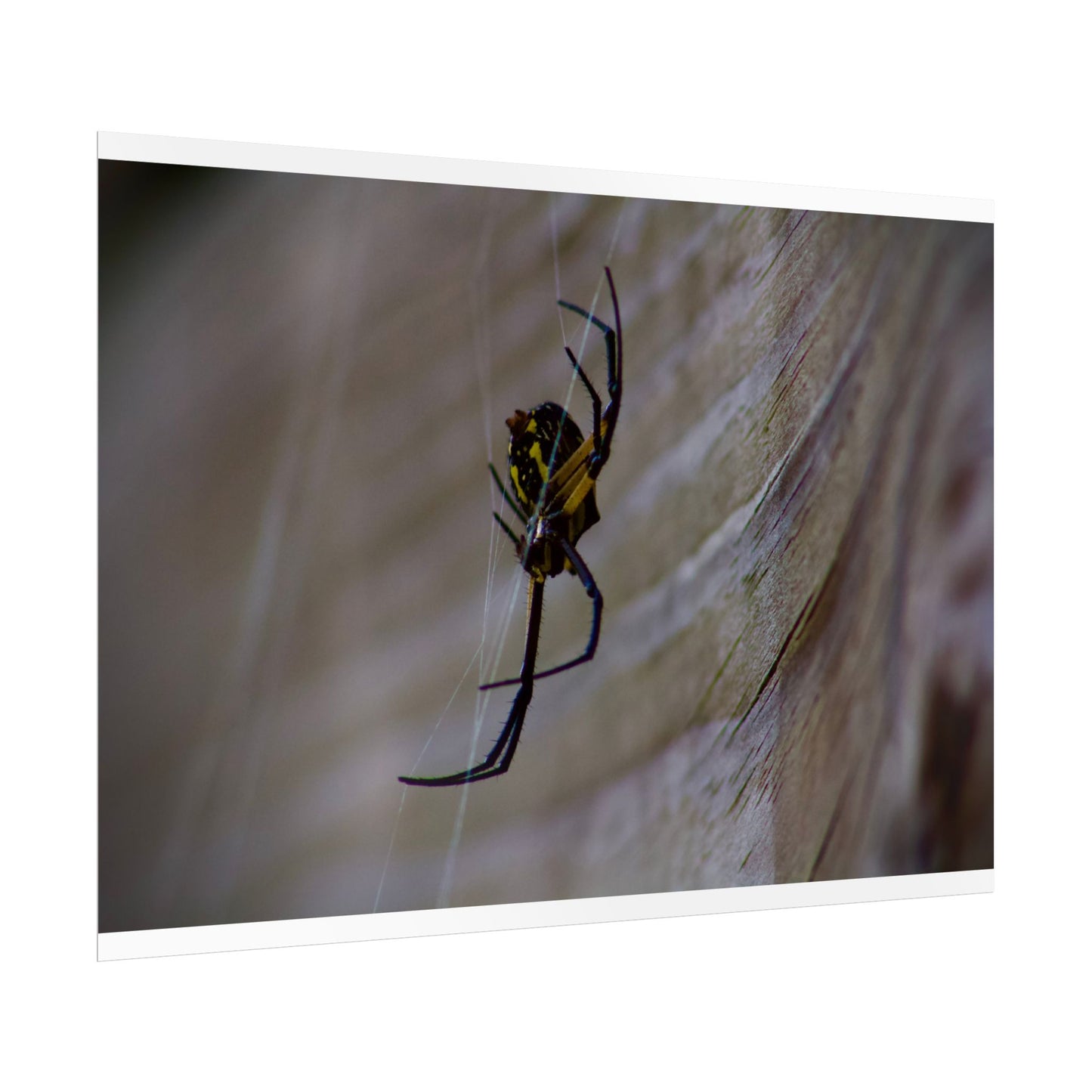Spider Photography Poster