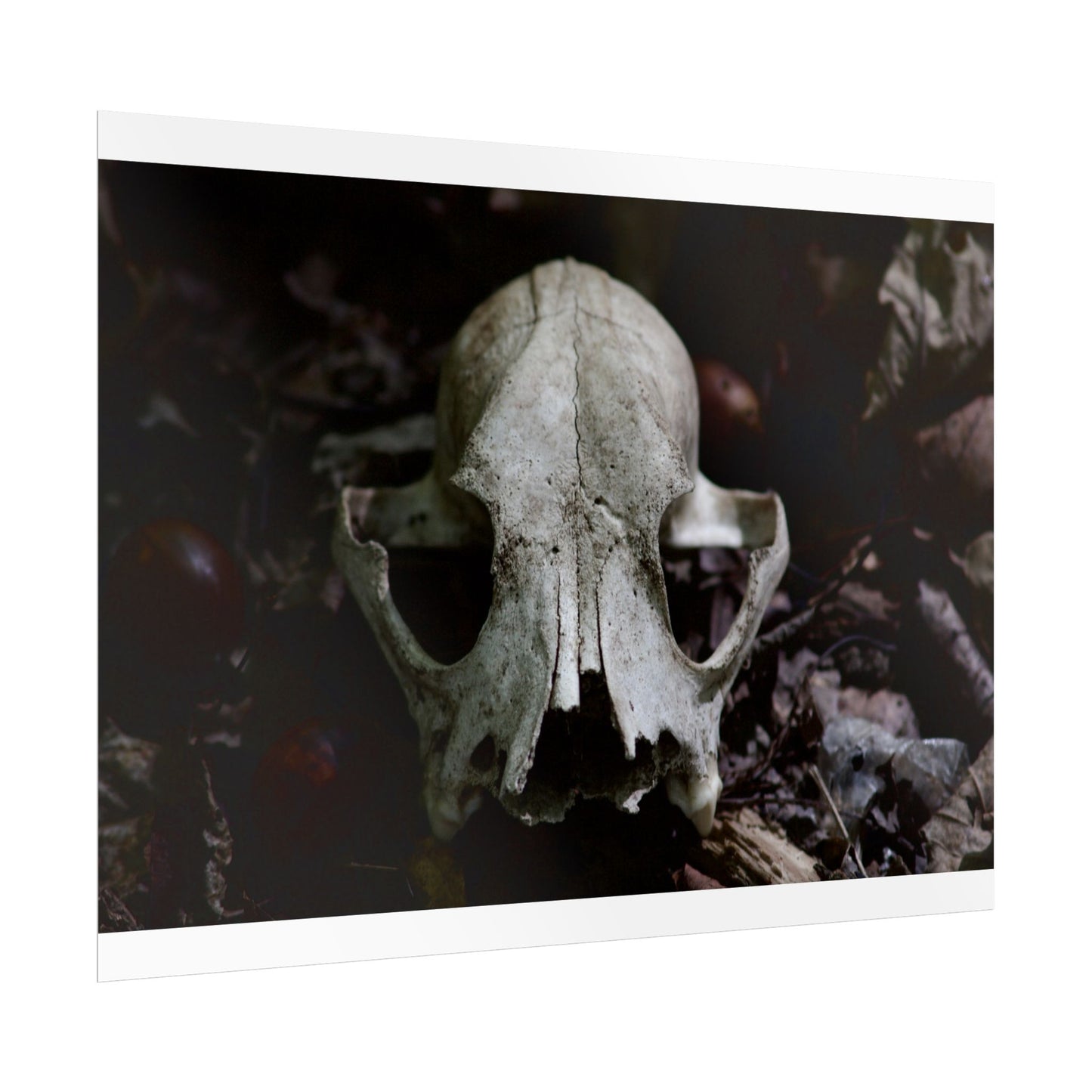 Animal Skull Photography Poster