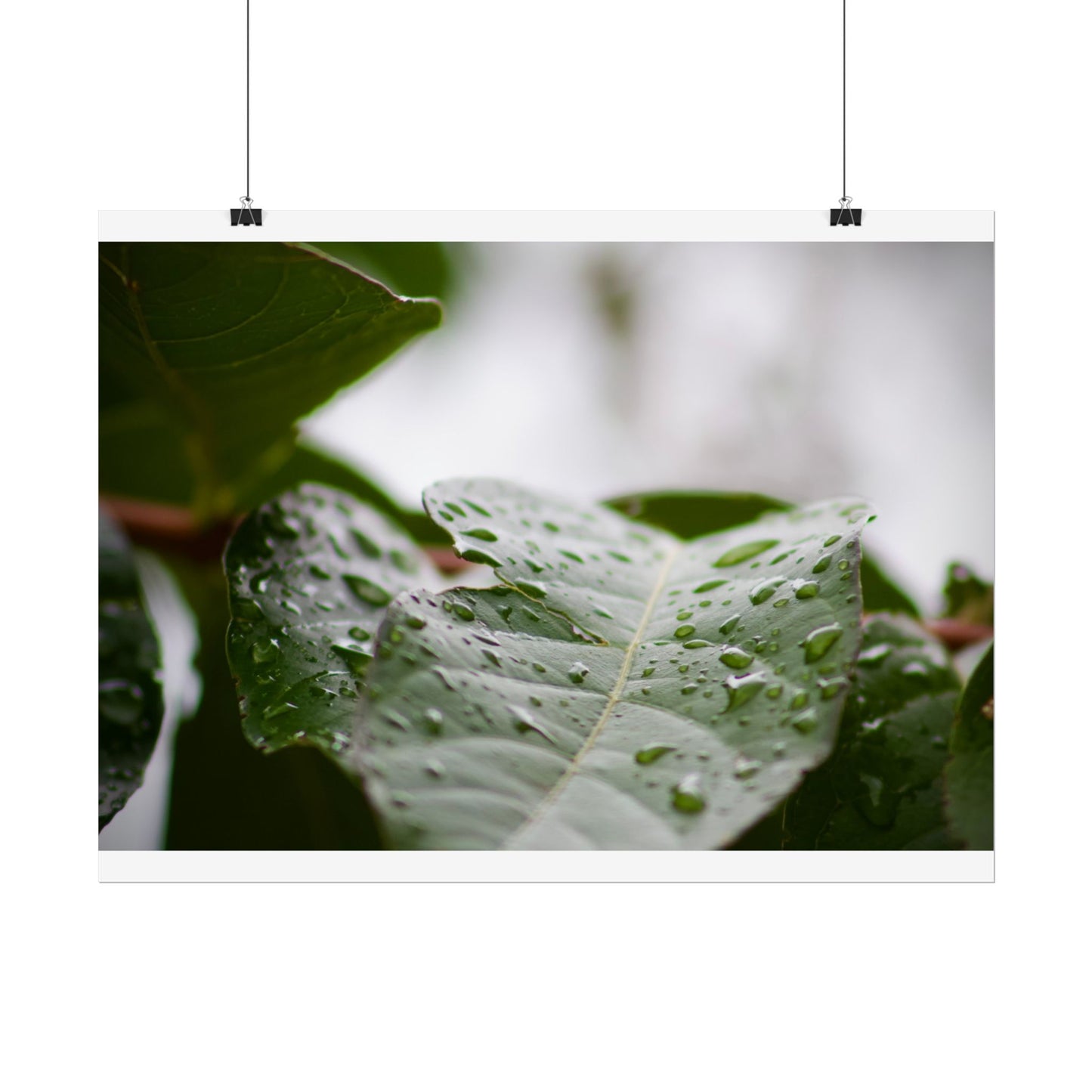 Leaf Photography Poster