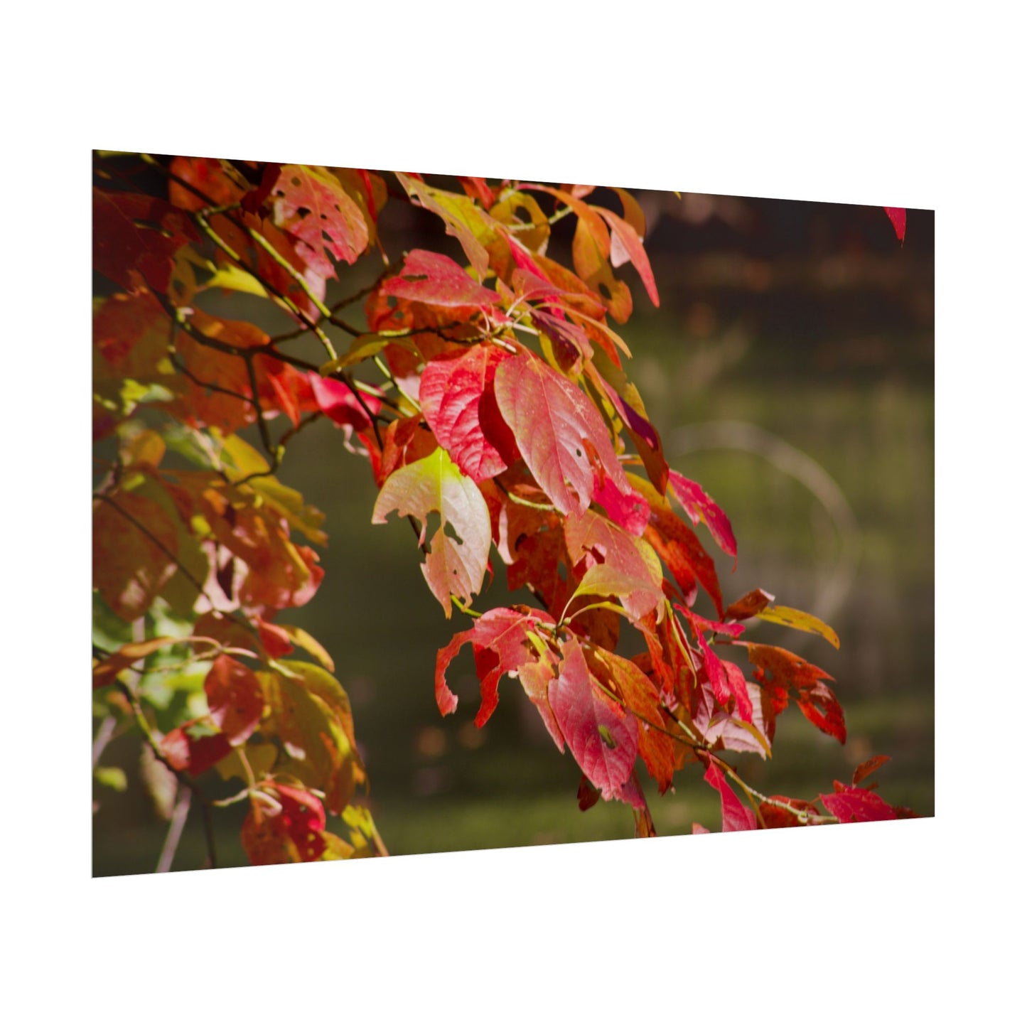 Autumn Tree Photography Poster