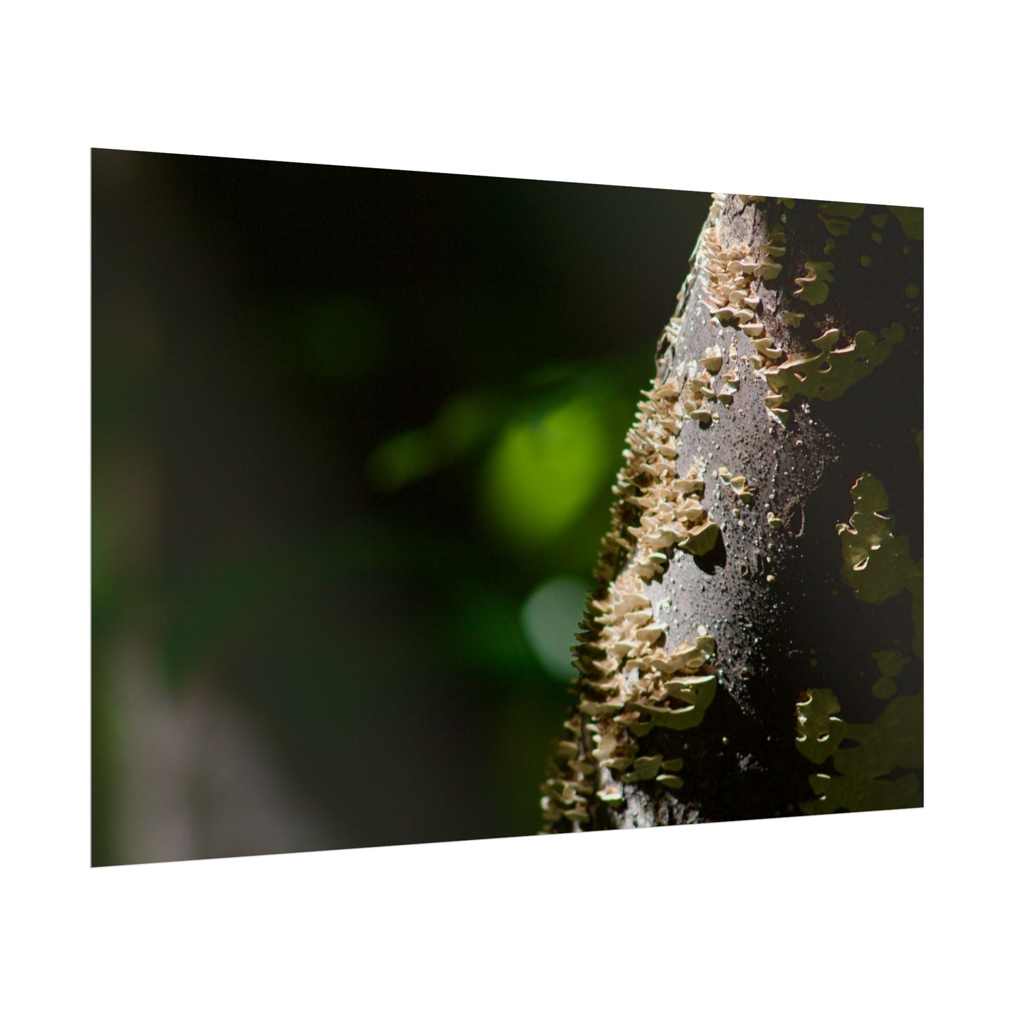 Mushroom Tree Photography Poster