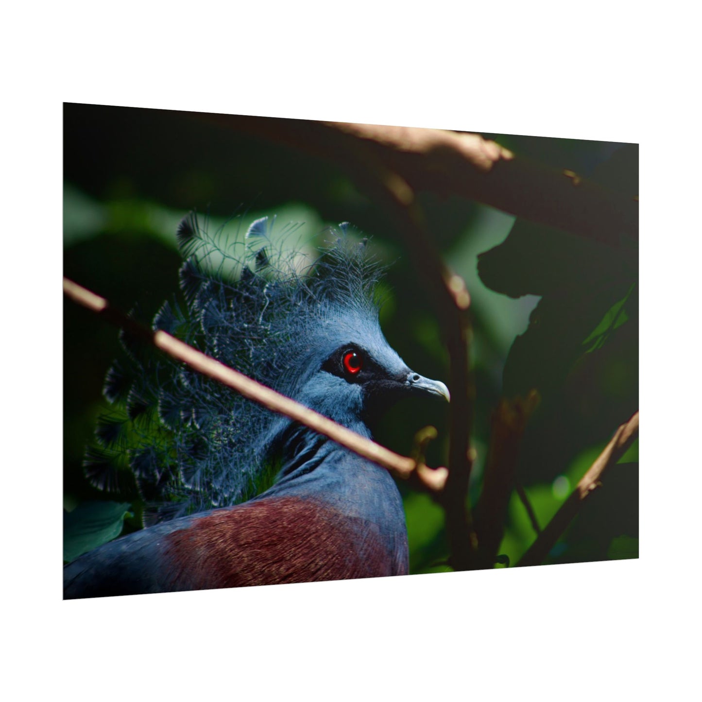 Tropical Bird Photography Poster