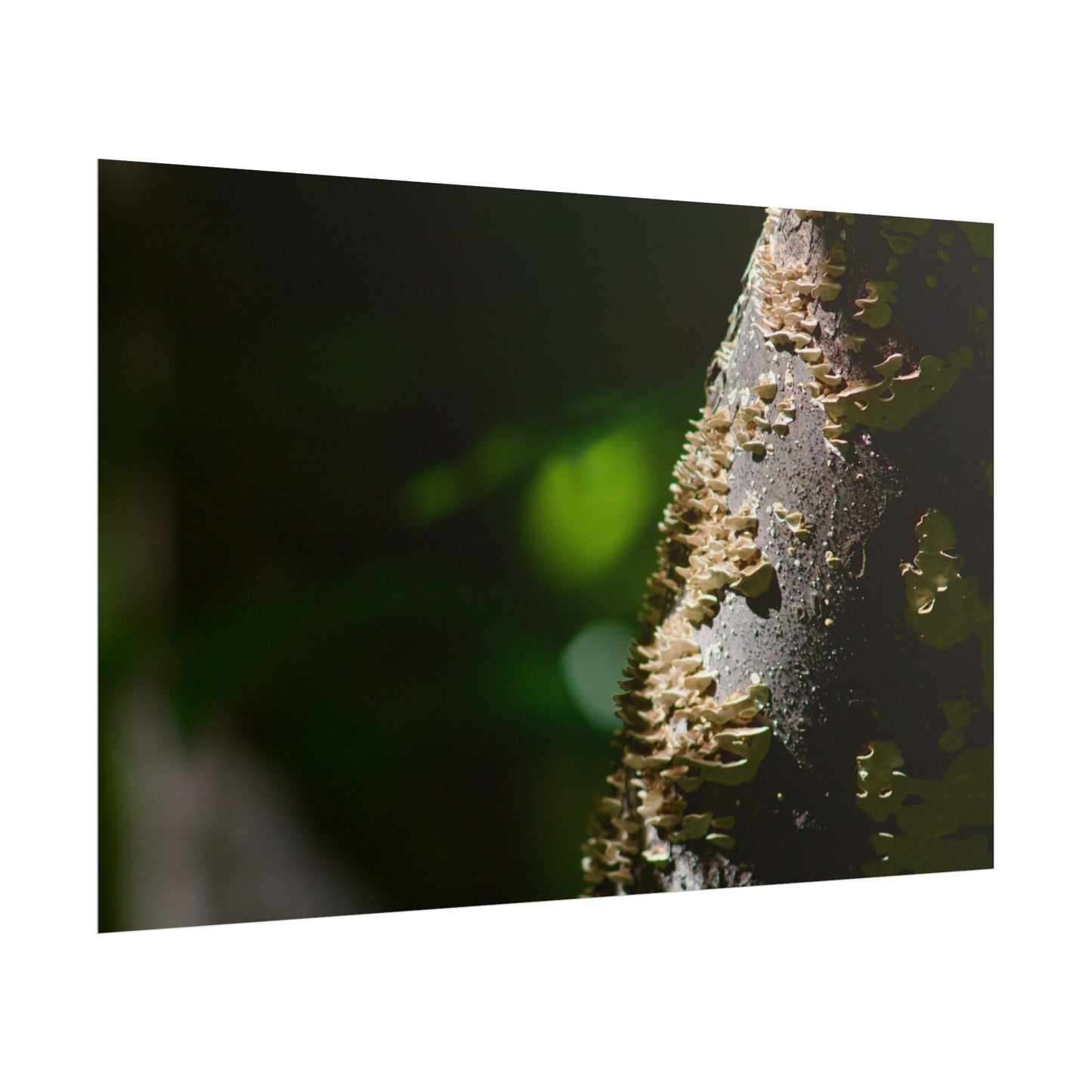 Mushroom Tree Photography Poster