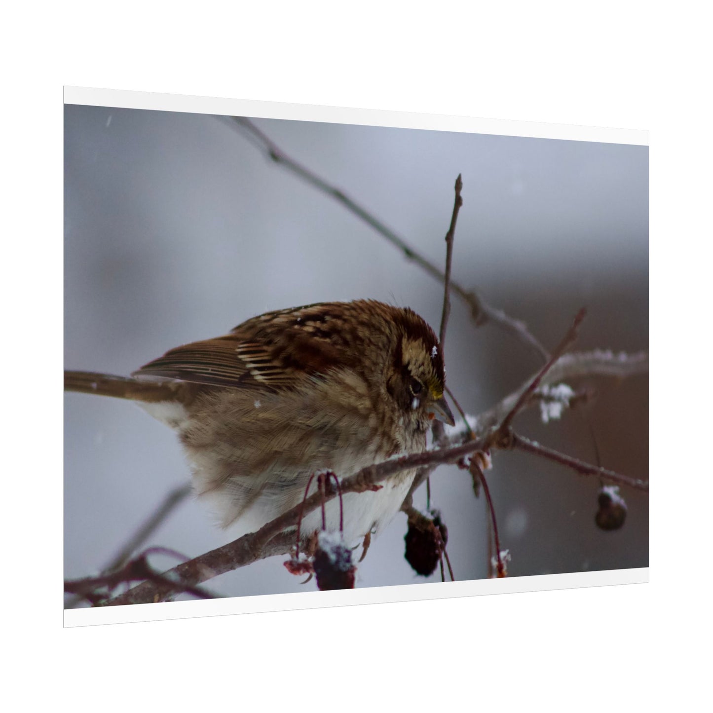 Winter Bird Photography Poster