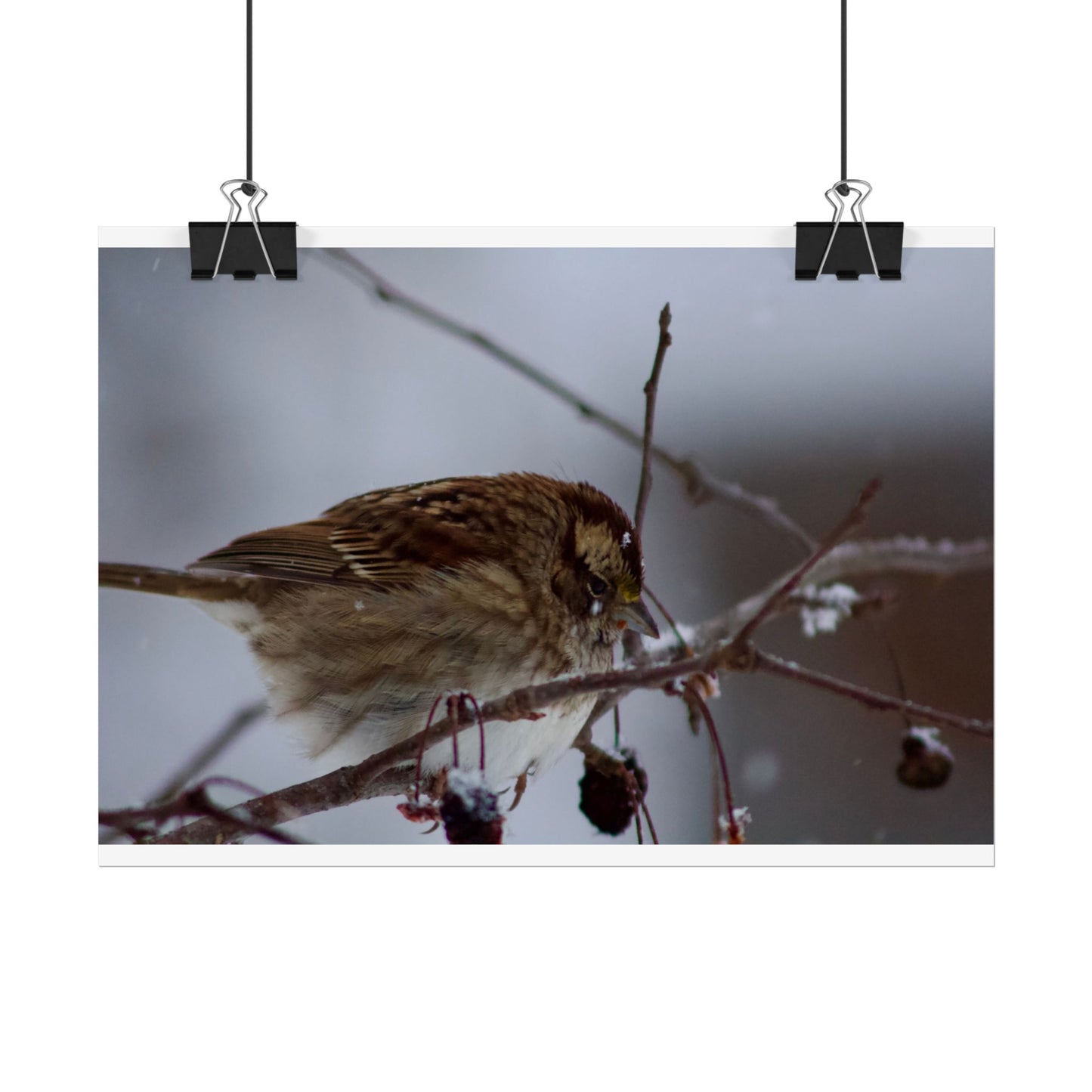 Winter Bird Photography Poster